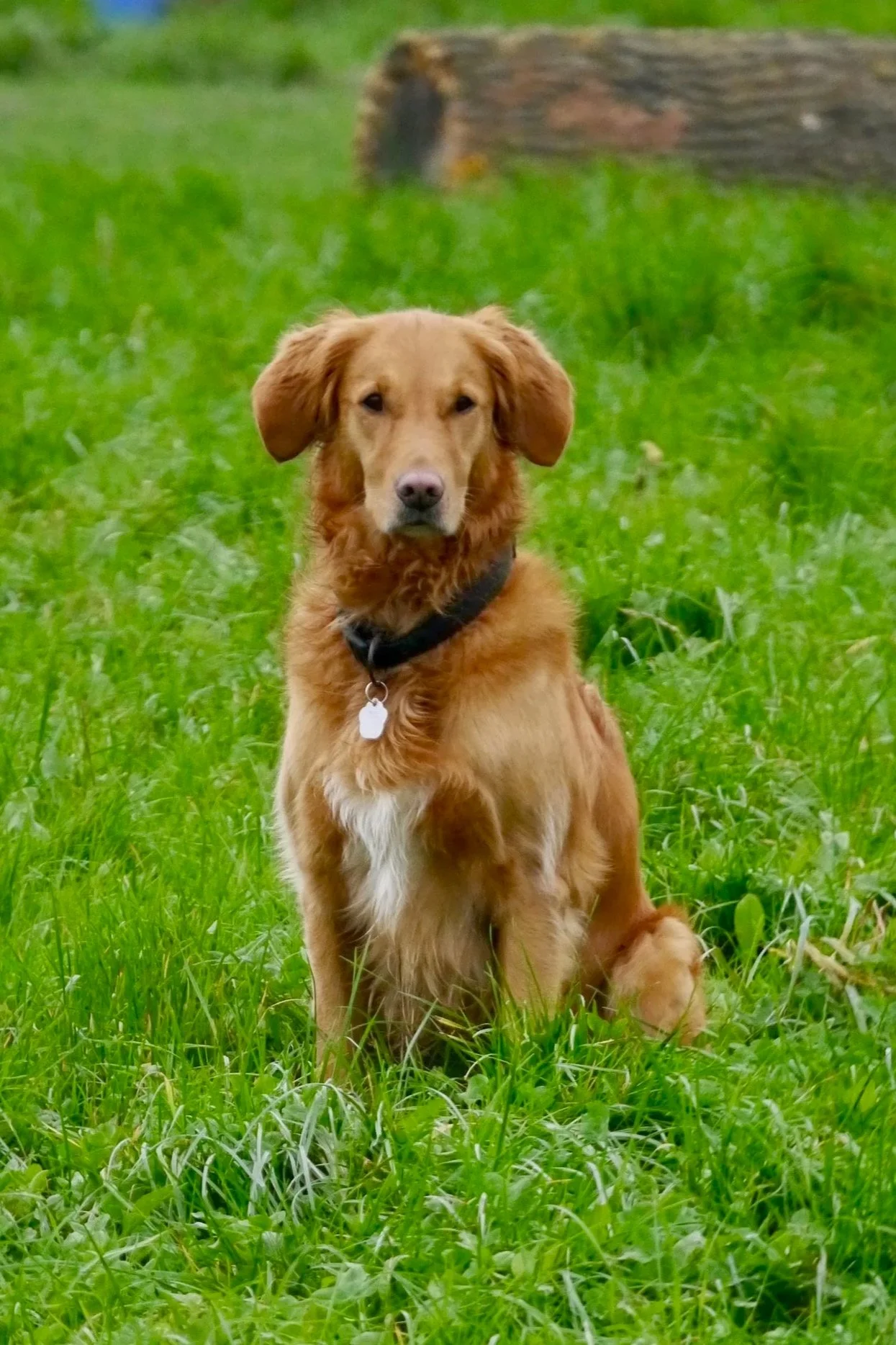 Aufmerksam sitzender Hund auf einer Wiese – Orientierung am Menschen in der Grunderziehung