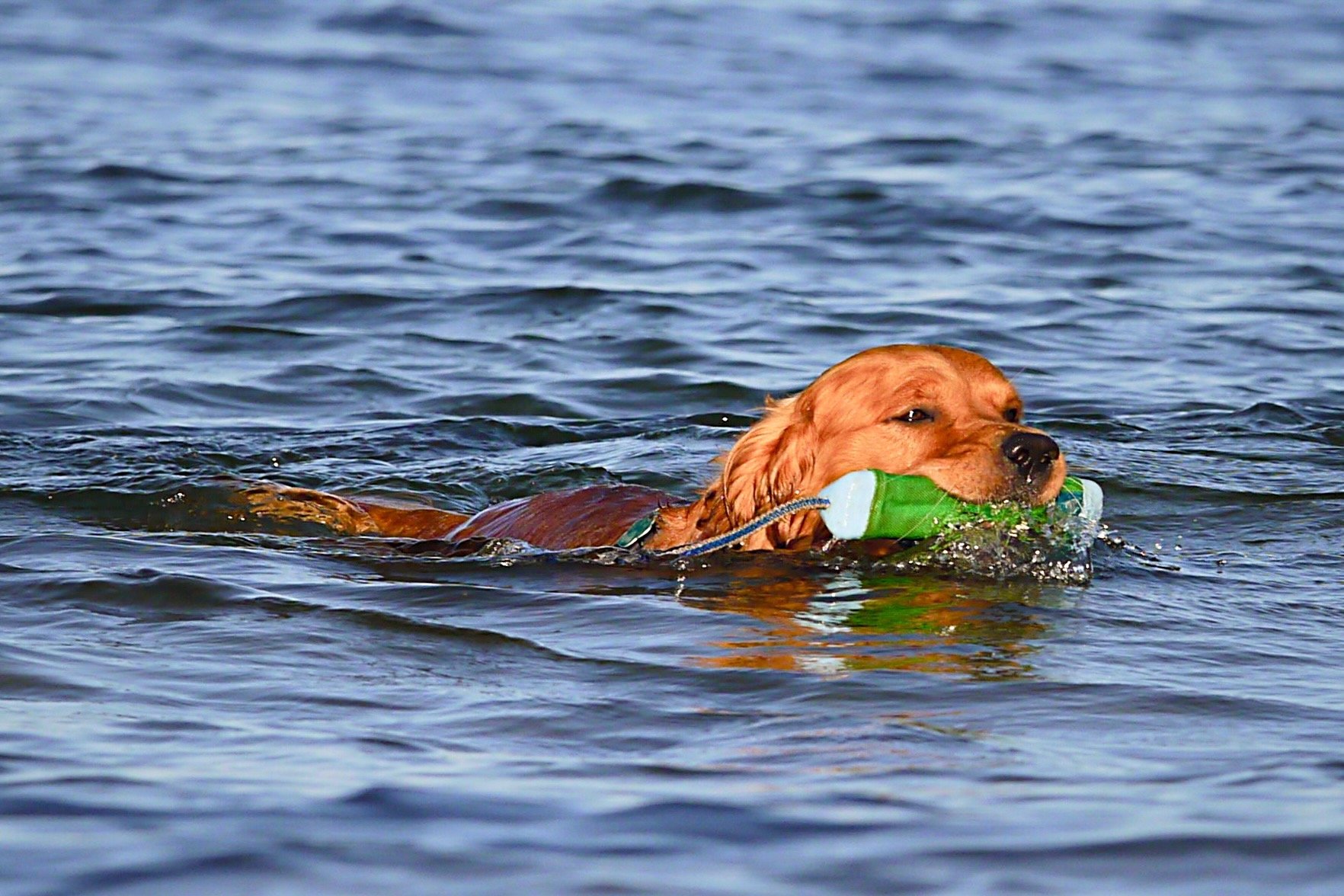 Hund schwimmt im Wasser mit einem Apportiergegenstand zur gelenkschonenden Bewegung
