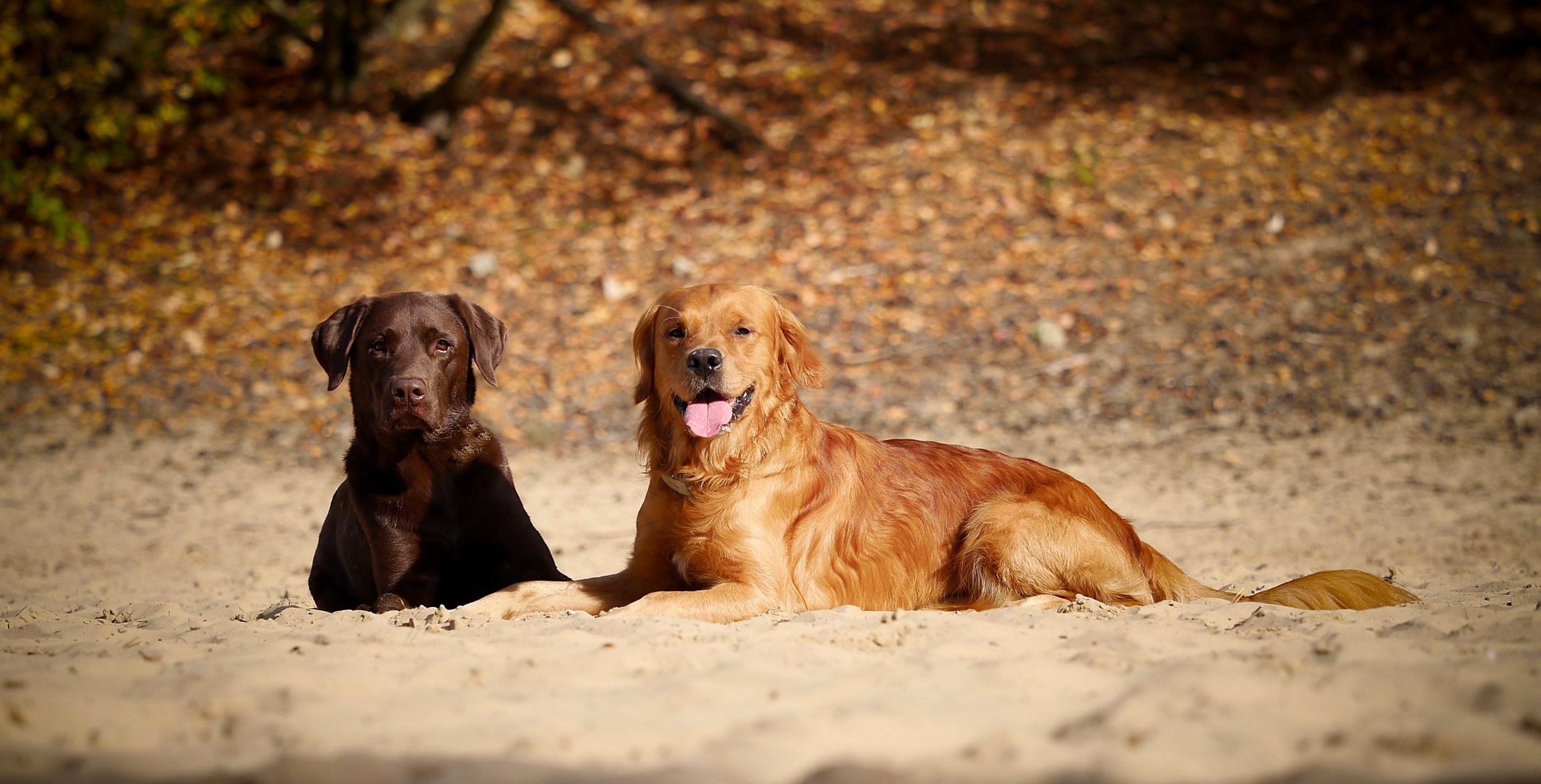 Zwei Hunde liegen entspannt nebeneinander – Ruhe, Orientierung und Gelassenheit im Training