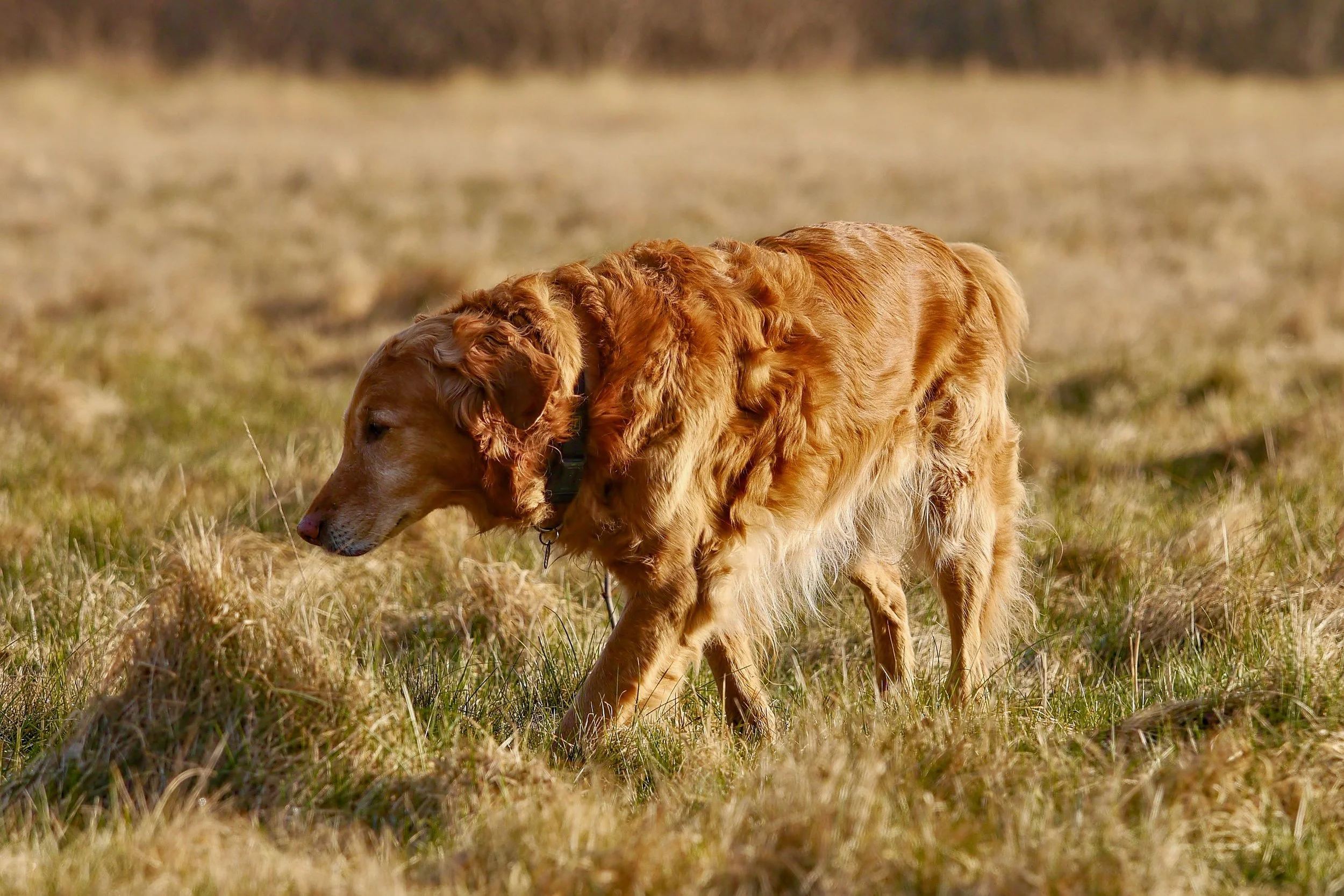 Älterer Hund bewegt sich ruhig durch hohes Gras im Freien