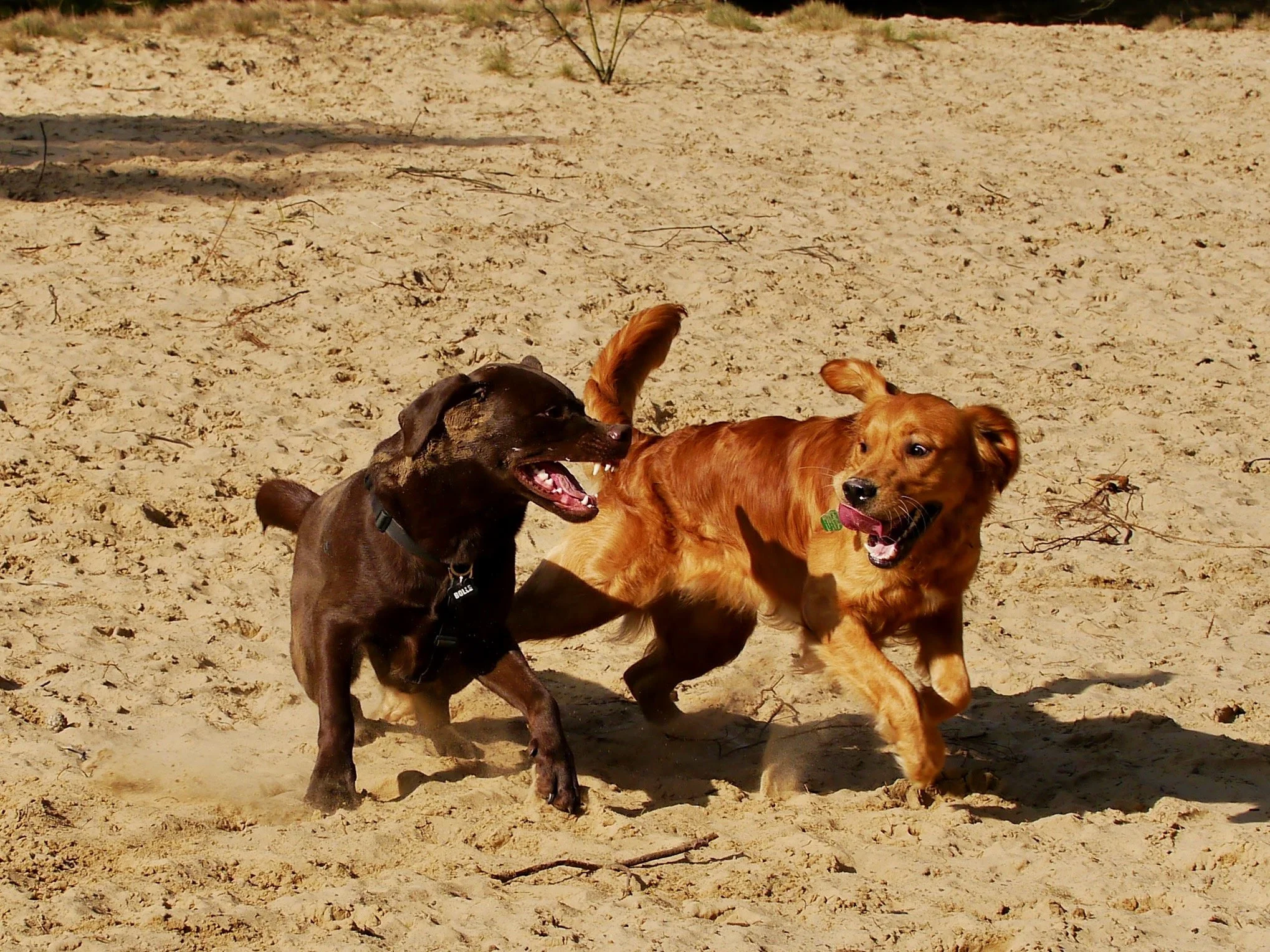 Zwei Hunde spielen ausgelassen im Sand