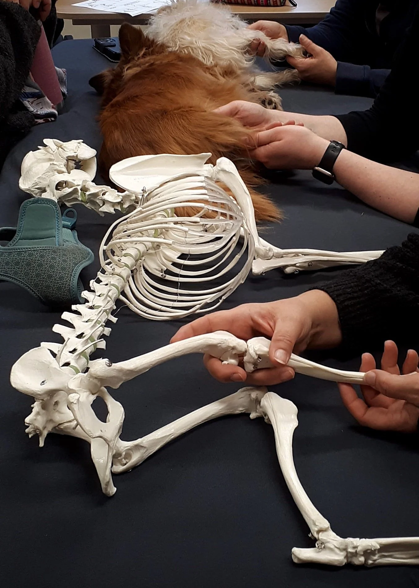 Hundeskelett liegt auf einem Tisch während einer physiotherapeutischen Demonstration