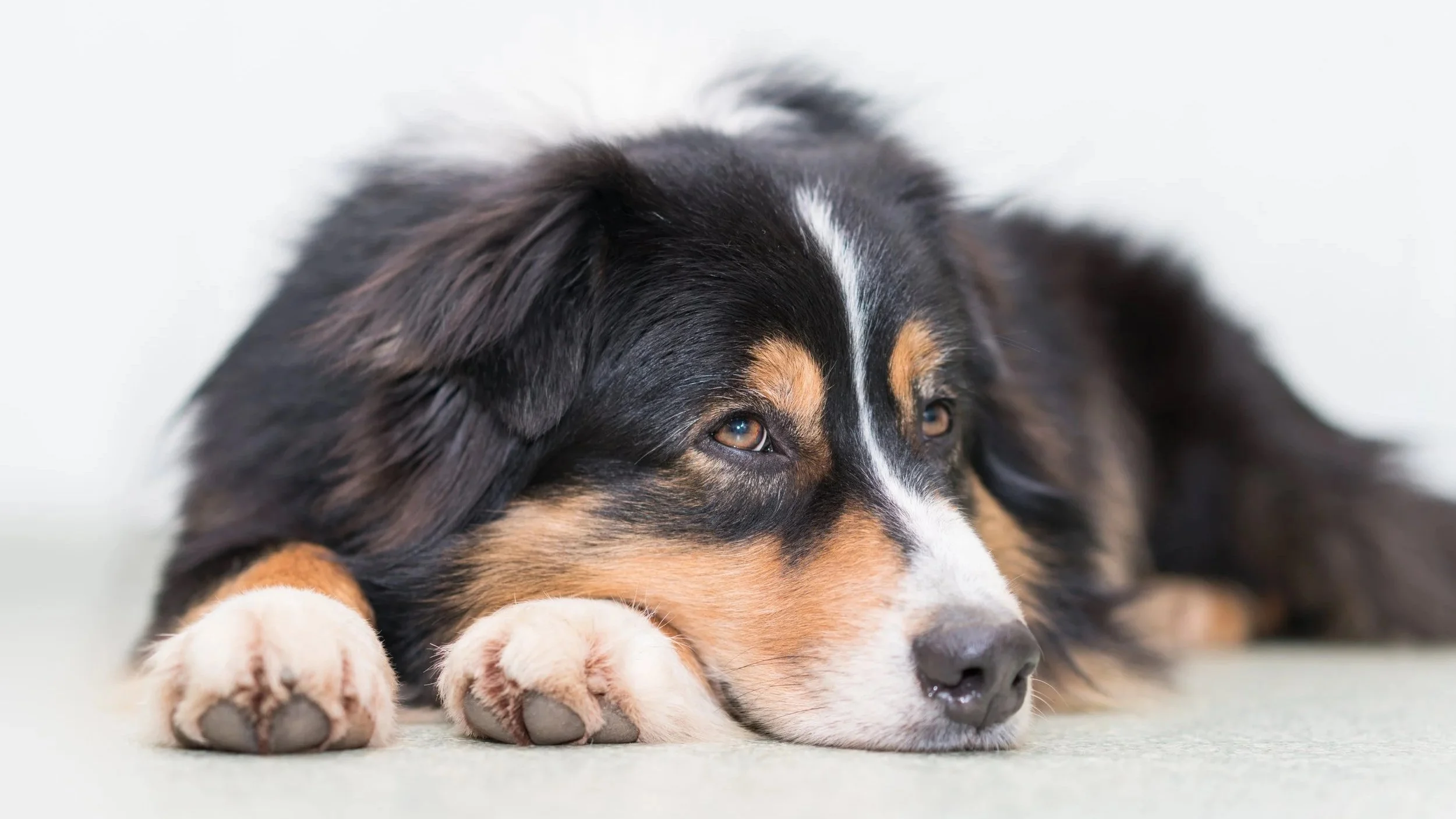 Ruhig liegender Sennenhund – die individuellen Bedürfnisse und die Persönlichkeit eines Hundes verstehen