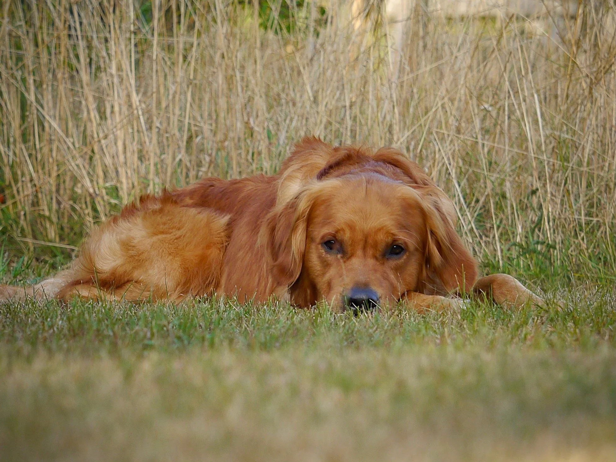 Golden Retriever liegt ruhig im hohen Gras