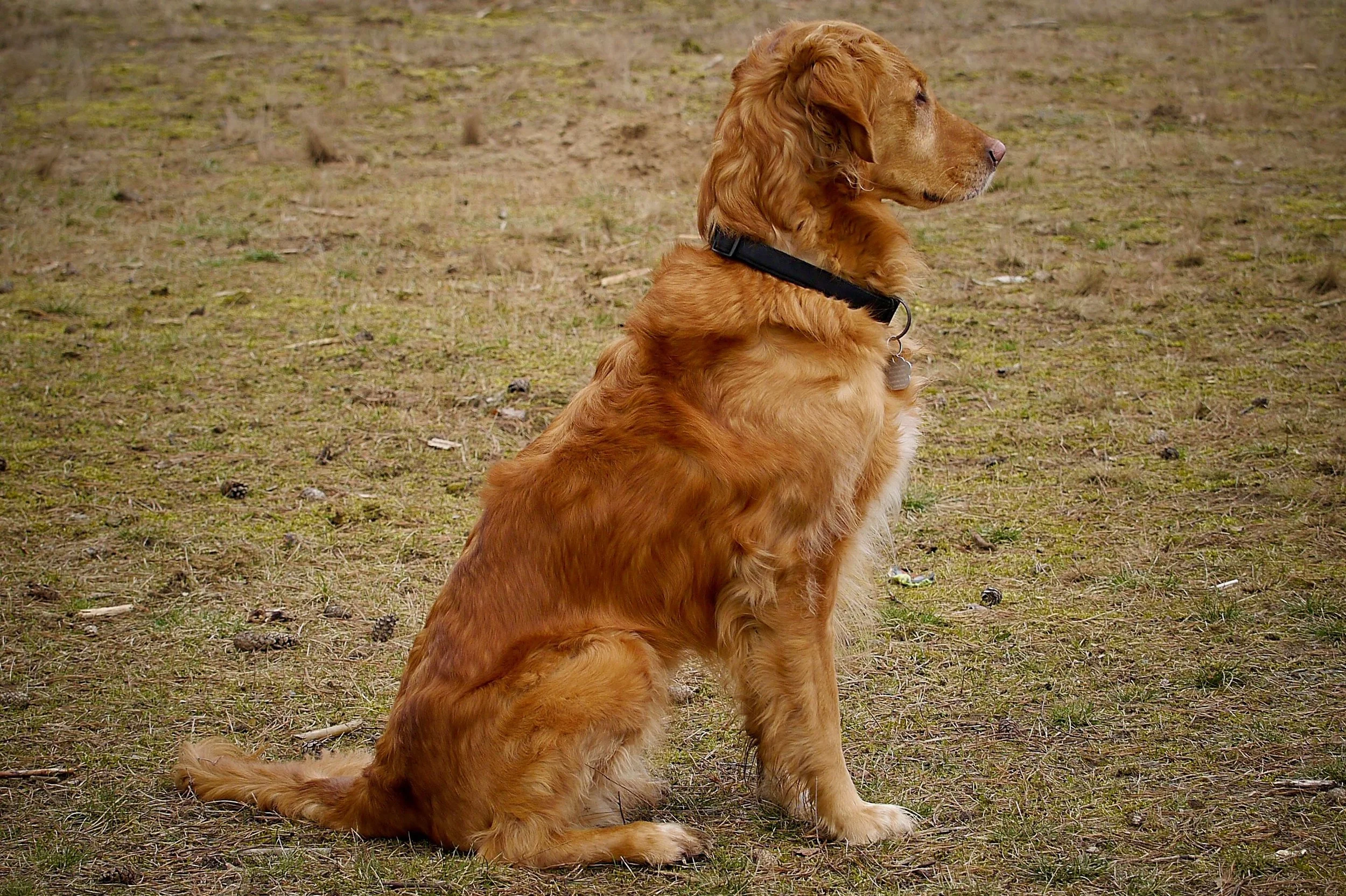 Hund sitzt ruhig im Freien – Grundsignal Sitz alltagstauglich aufgebaut