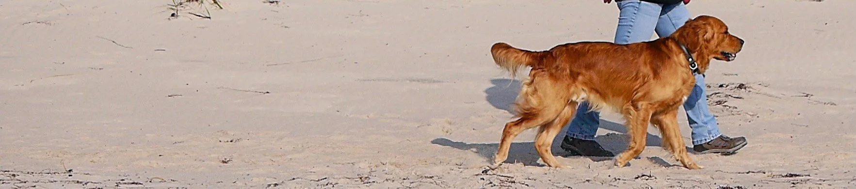 Hund läuft entspannt neben seinem Menschen am Strand – ruhige Grunderziehung im Alltag
