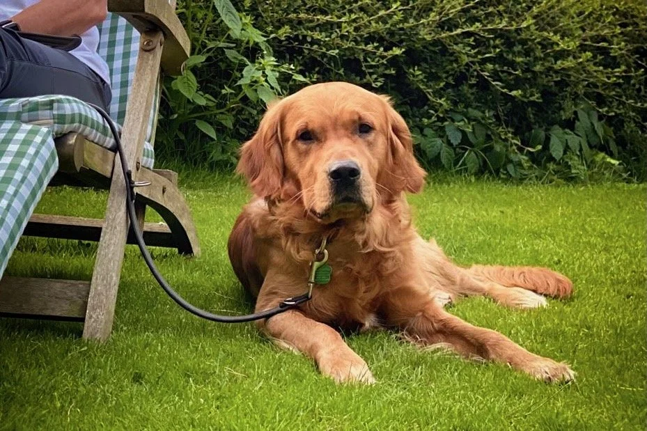 Entspannter Hund liegt ruhig im Garten und zeigt Ausgeglichenheit nach körperlicher Aktivität