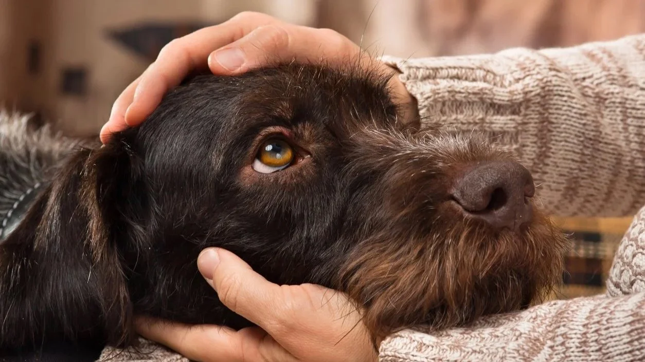 Hund wird von einem Menschen sanft am Kopf berührt