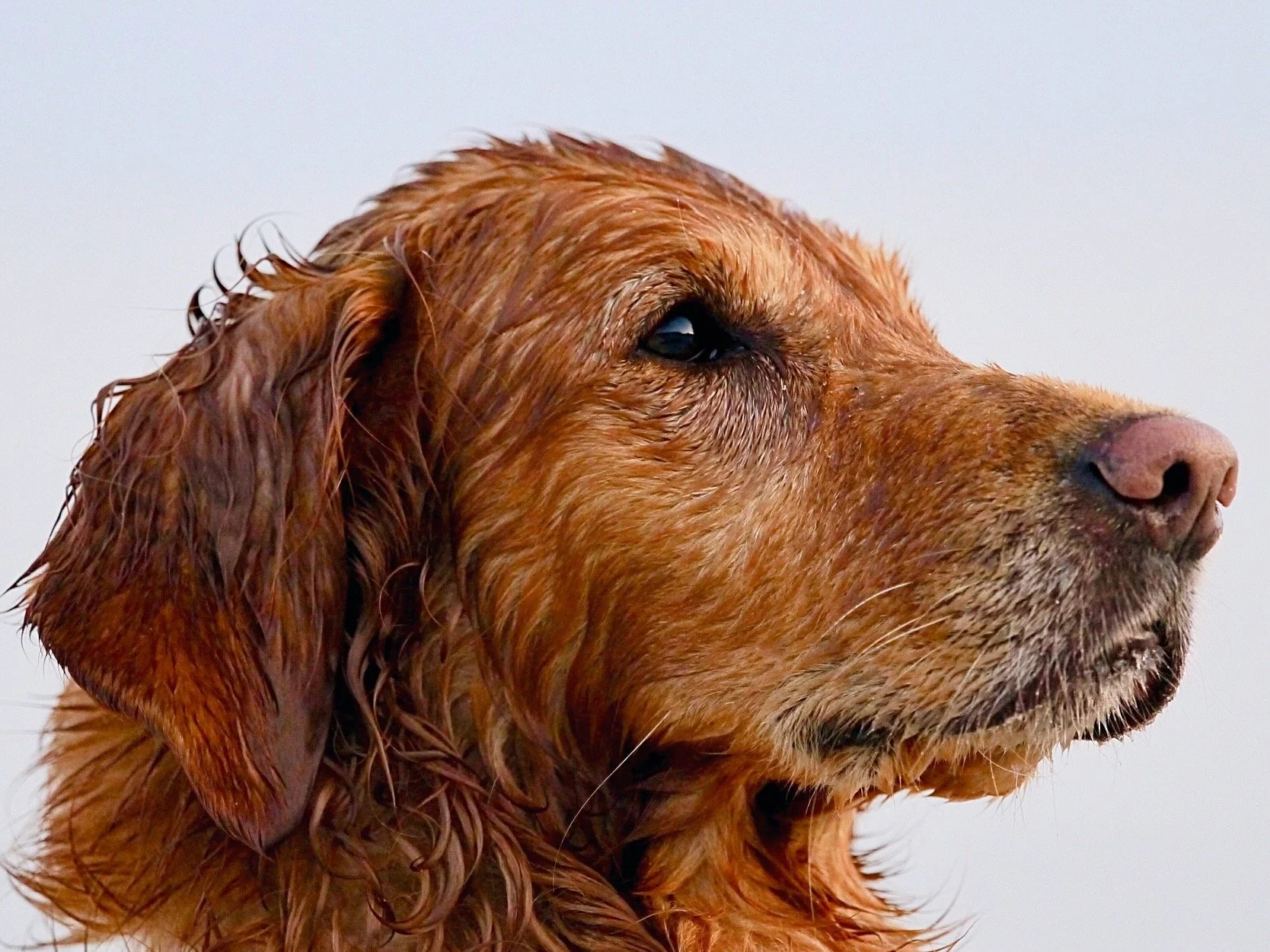 Porträt eines älteren Golden Retrievers mit ruhigem Blick