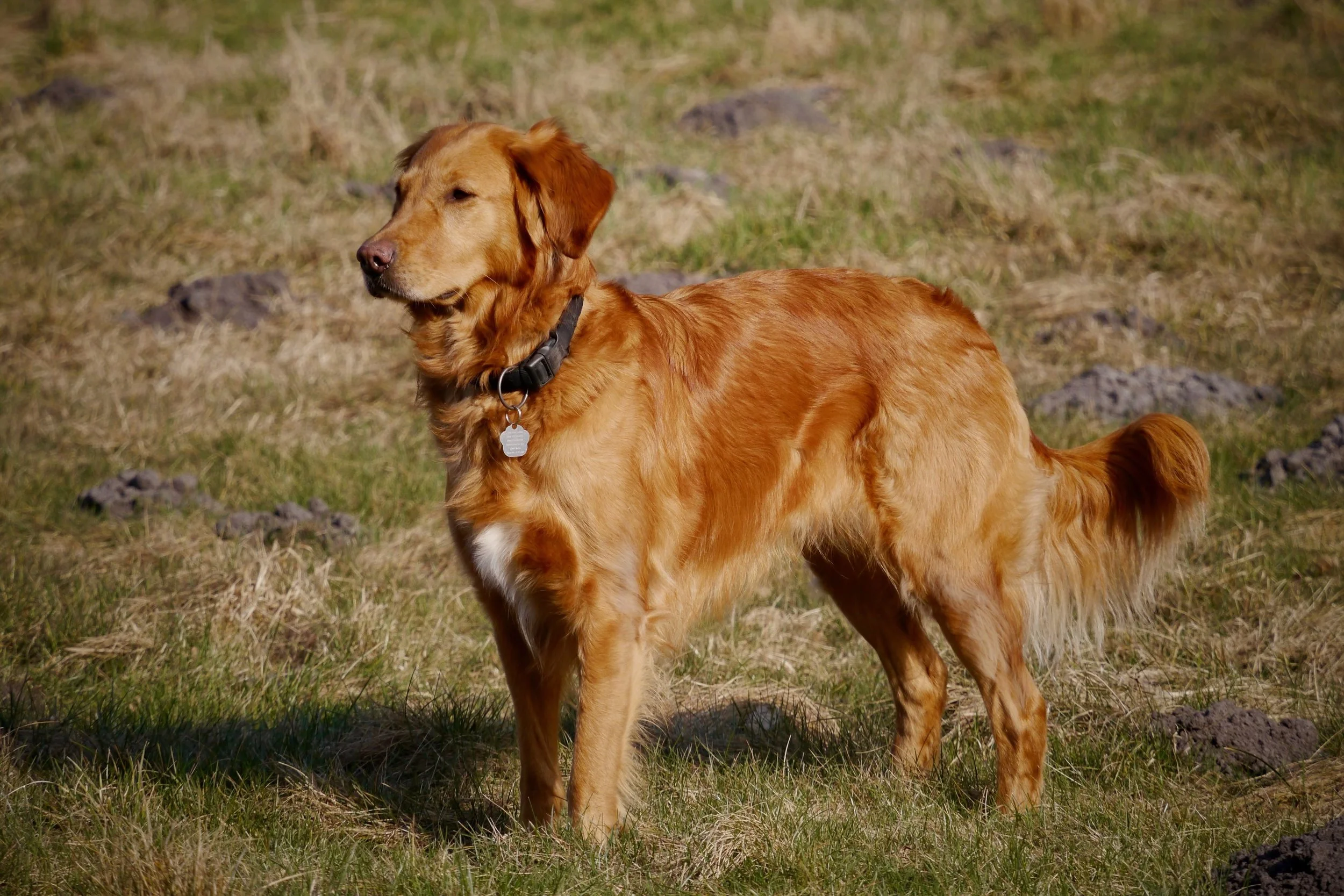 Hund steht aufmerksam im Freien und zeigt eine ruhige, ausbalancierte Körperhaltung
