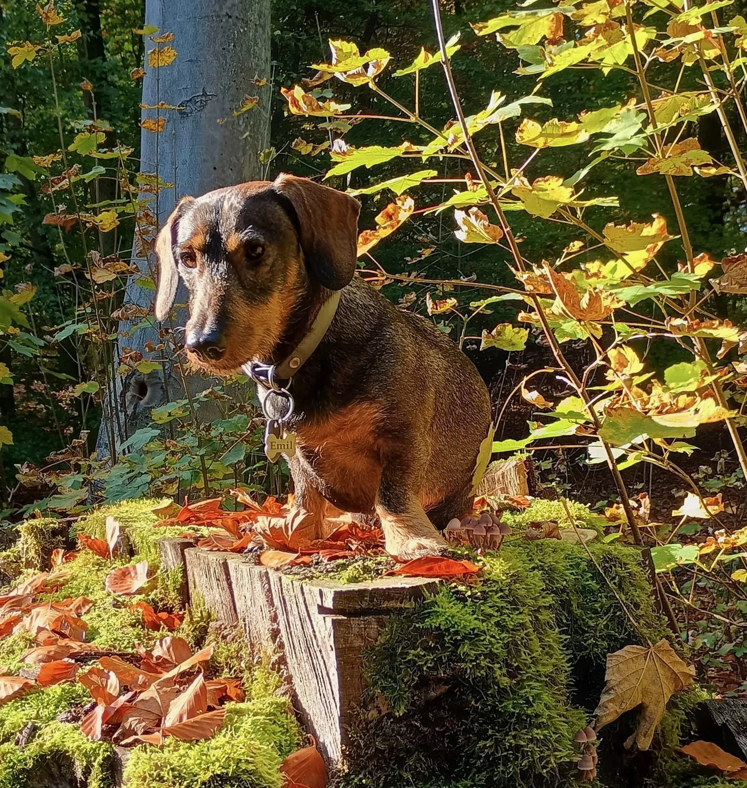 Dackel sitzt draußen zwischen Herbstlaub – Kundenhund im Porträt