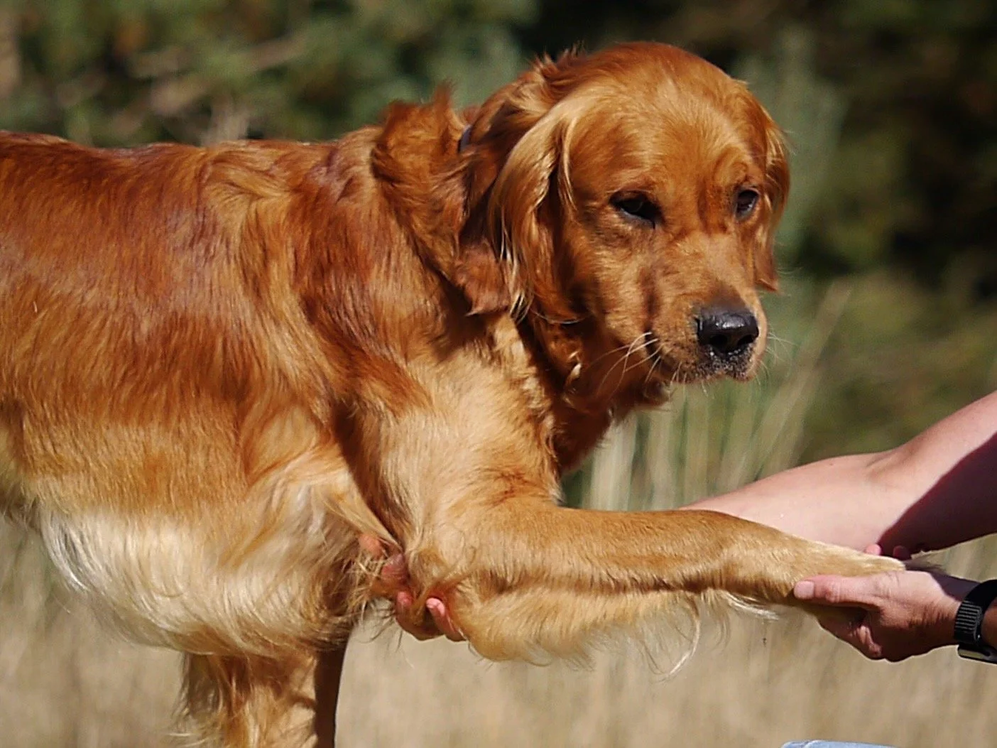 Golden Retriever gibt einer Person die Pfote