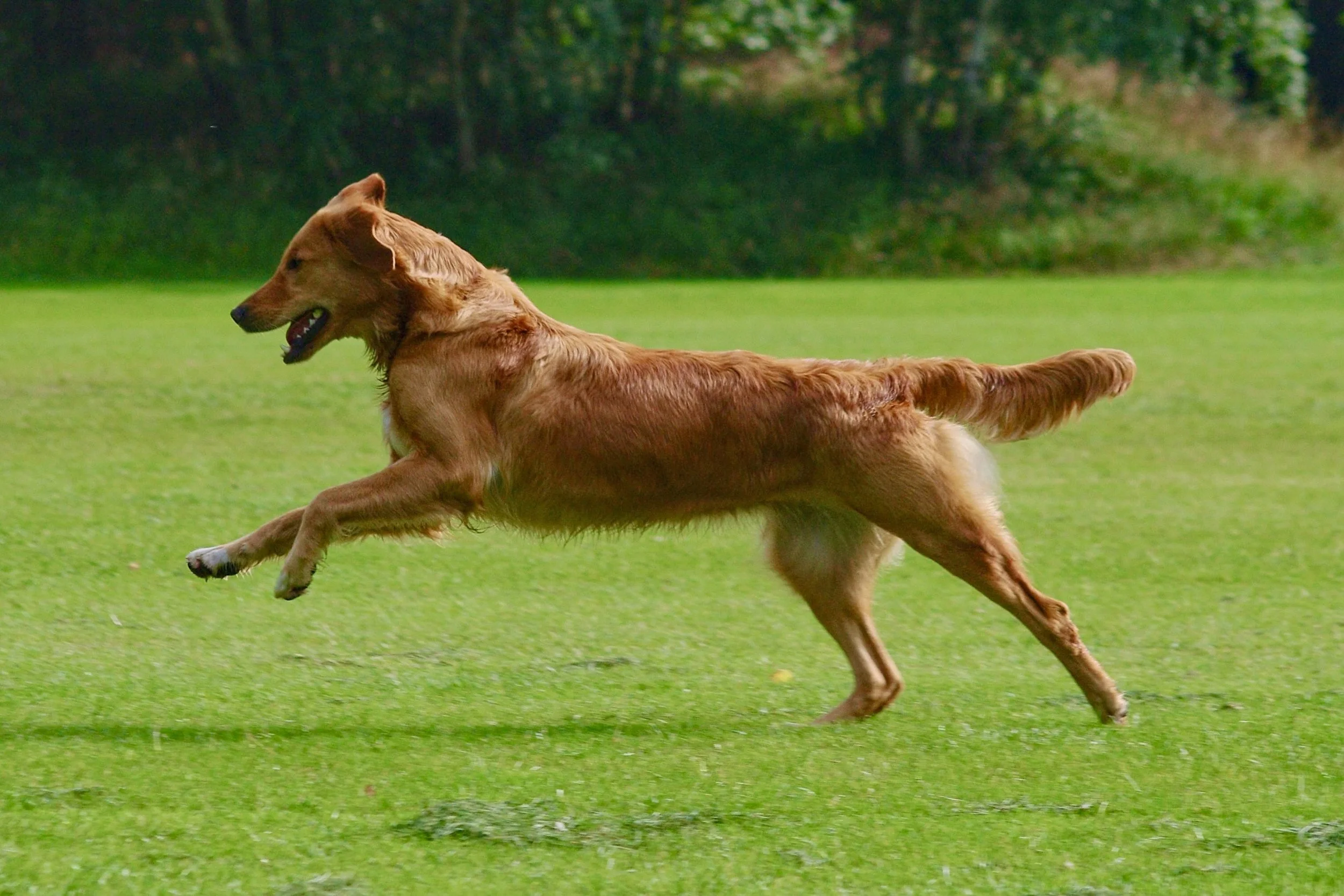 Hund bewegt sich kontrolliert über eine Wiese zur Förderung von Koordination und Bewegungsqualität