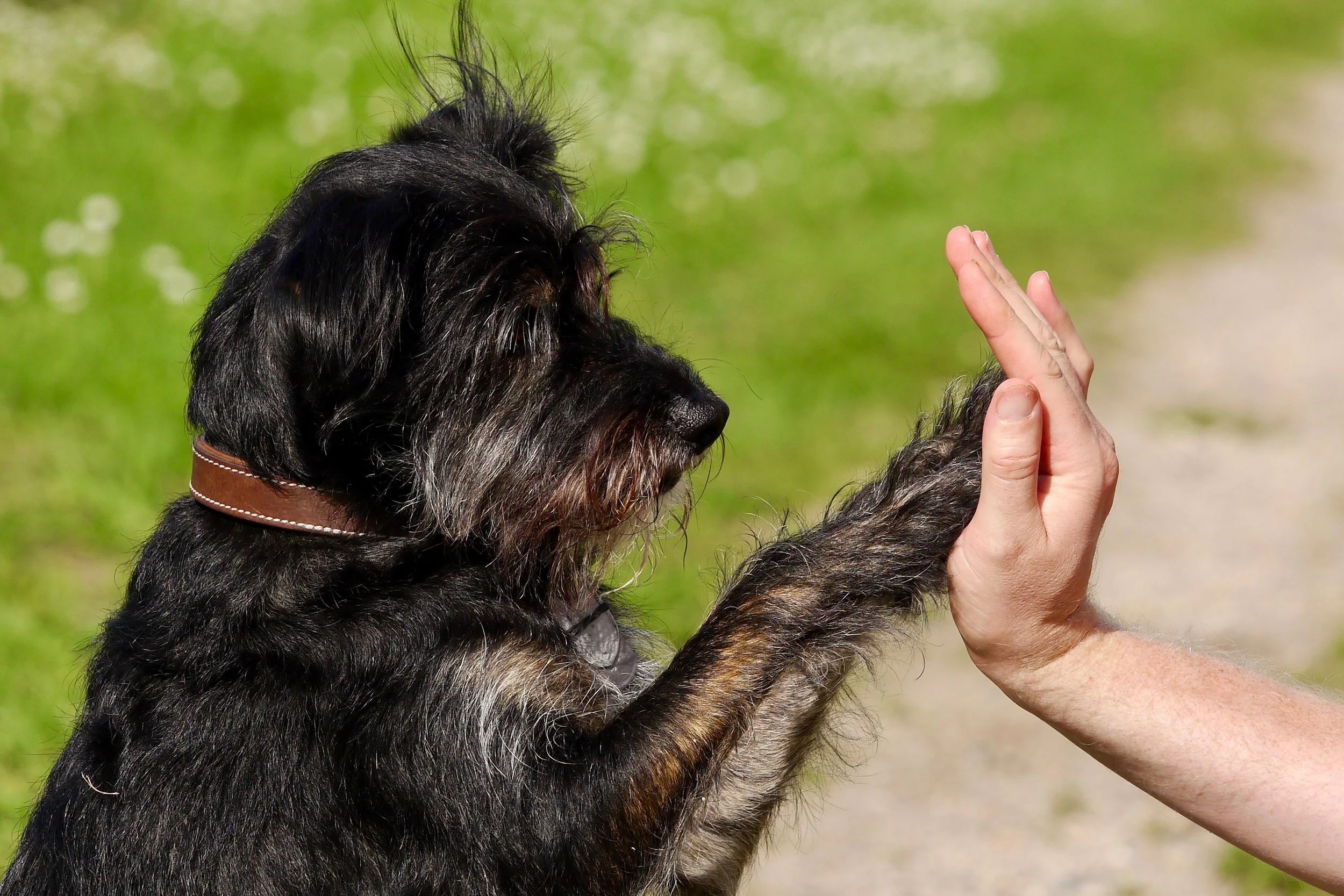 Ein Hund berührt die Hand eines Menschen mit der Pfote – ruhige Kooperation als Ziel der Verhaltensberatung.