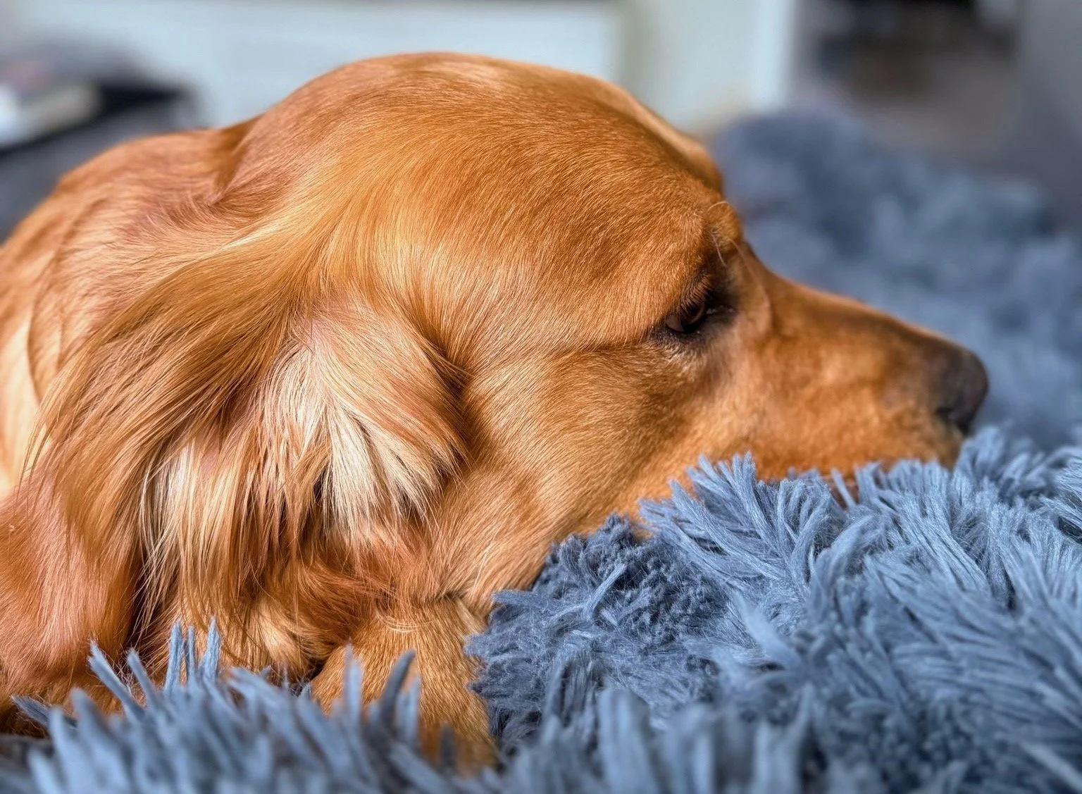 Entspannter Hund liegt ruhig auf einer weichen Decke und wirkt gelassen