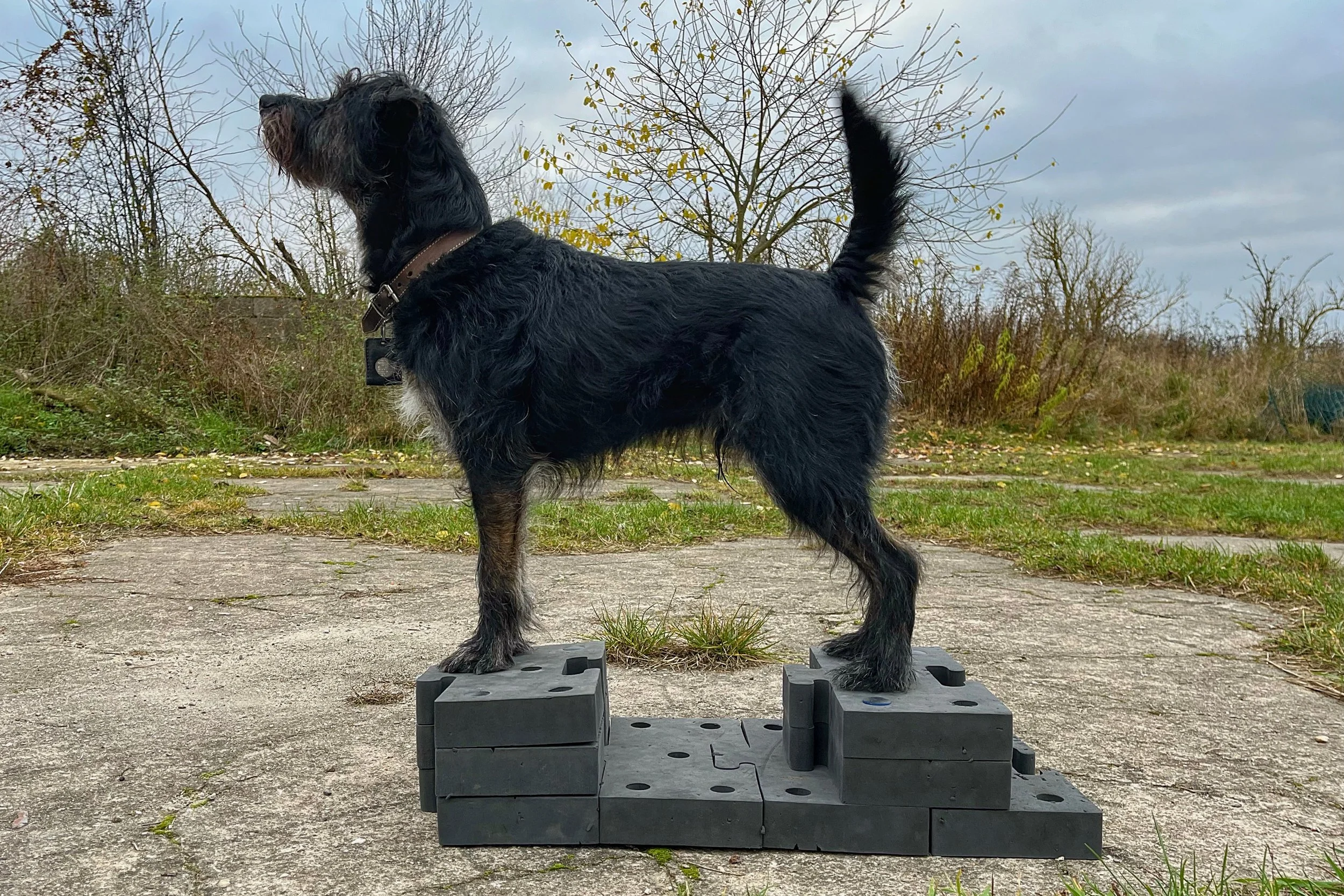 Hund steht ruhig und stabil während einer physiotherapeutischen Übung zur Förderung von Balance und Körperwahrnehmung