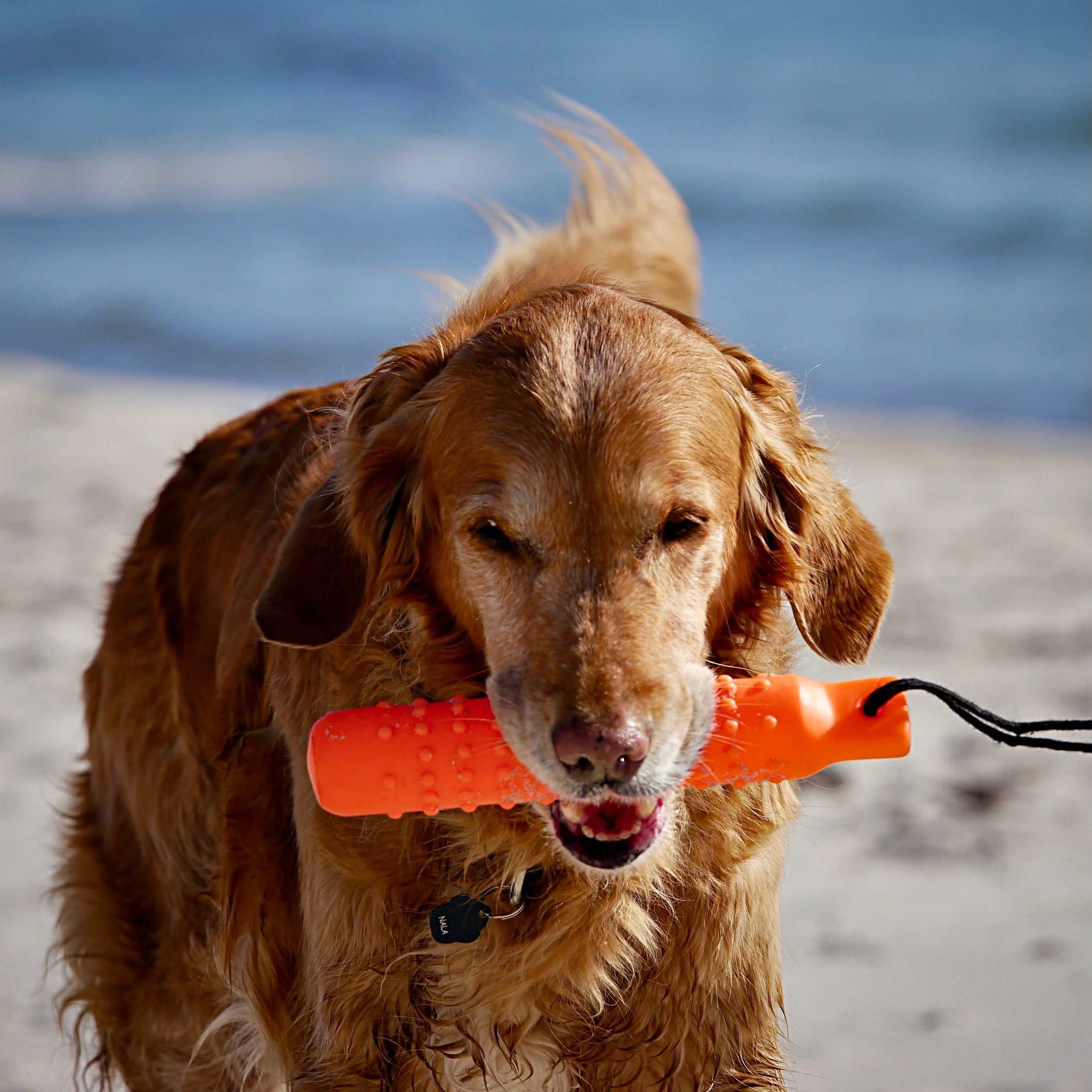 Älterer Golden Retriever trägt ein Spielzeug im Maul am Strand