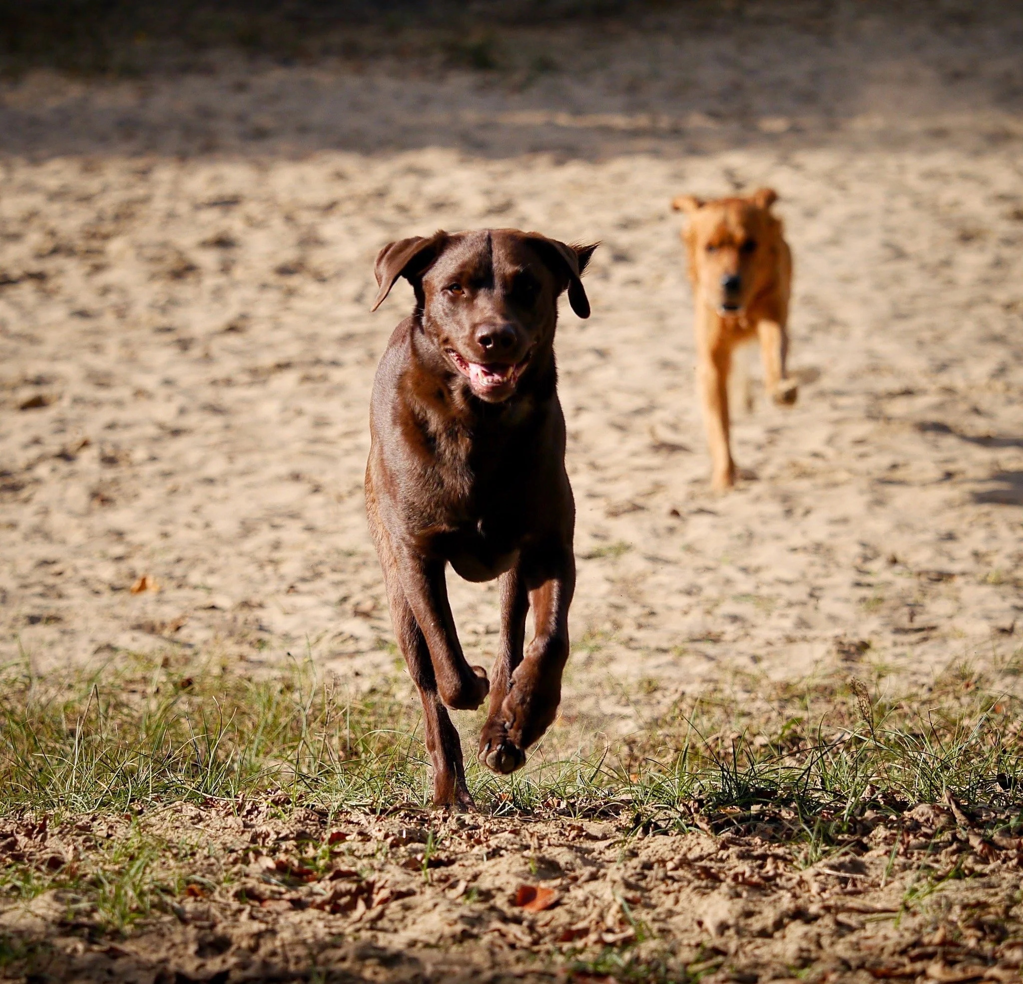 Zwei Hunde bewegen sich im Freien, einer im Vordergrund aufmerksam, der andere im Hintergrund – typische Situation bei Unsicherheiten und Begegnungen.