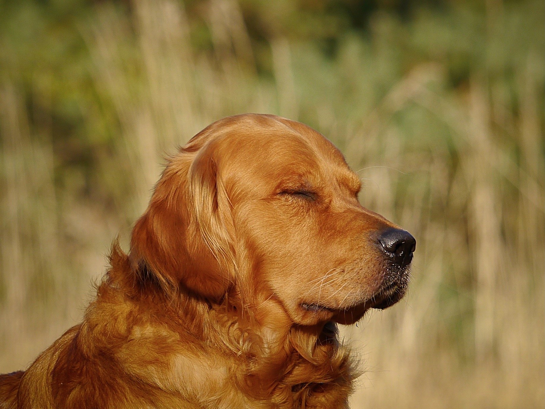 Entspannung und Regeneration - warum sie auch für Hunde wichtig sind