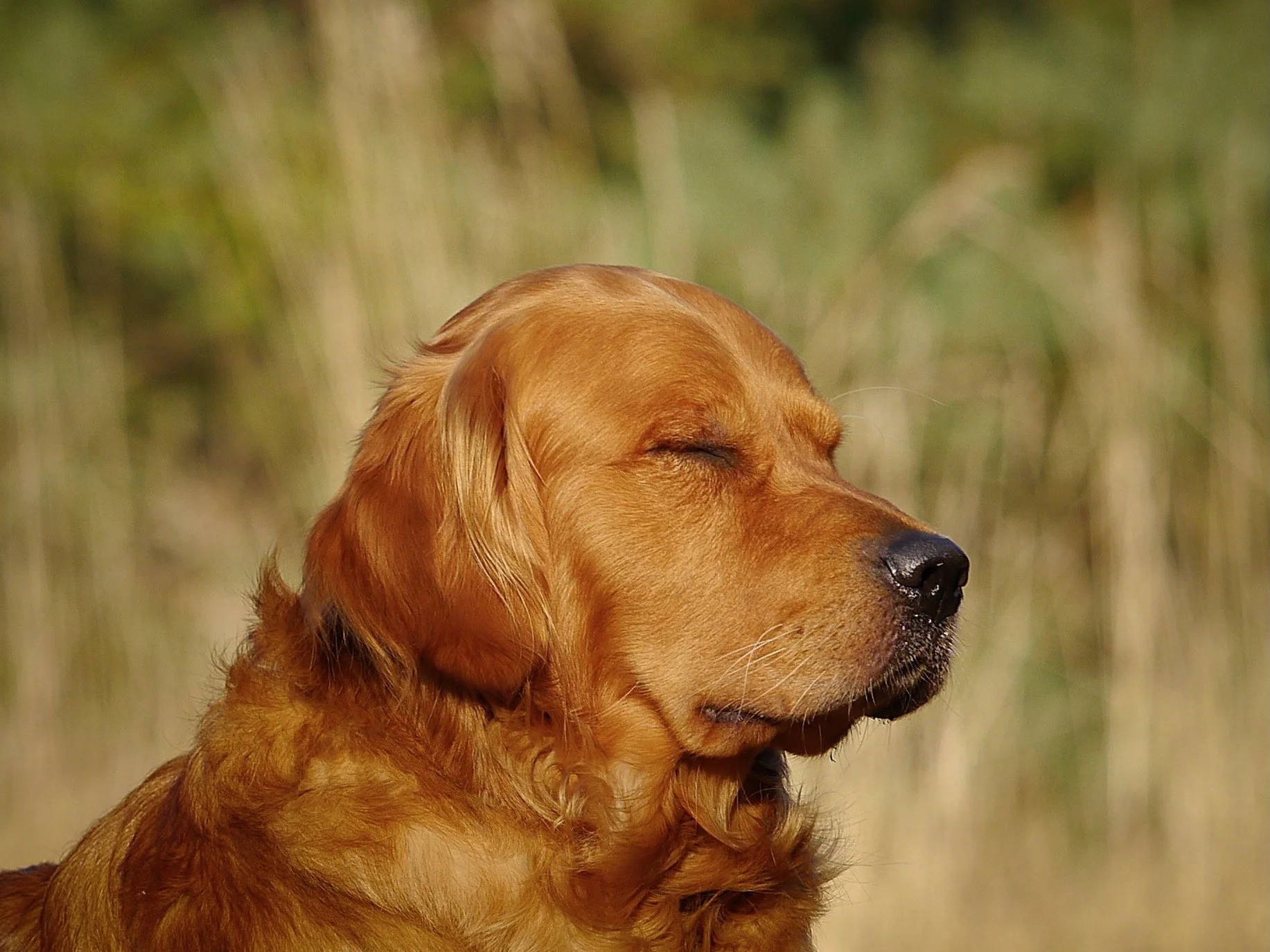 Porträt eines Hundes mit geschlossenen Augen