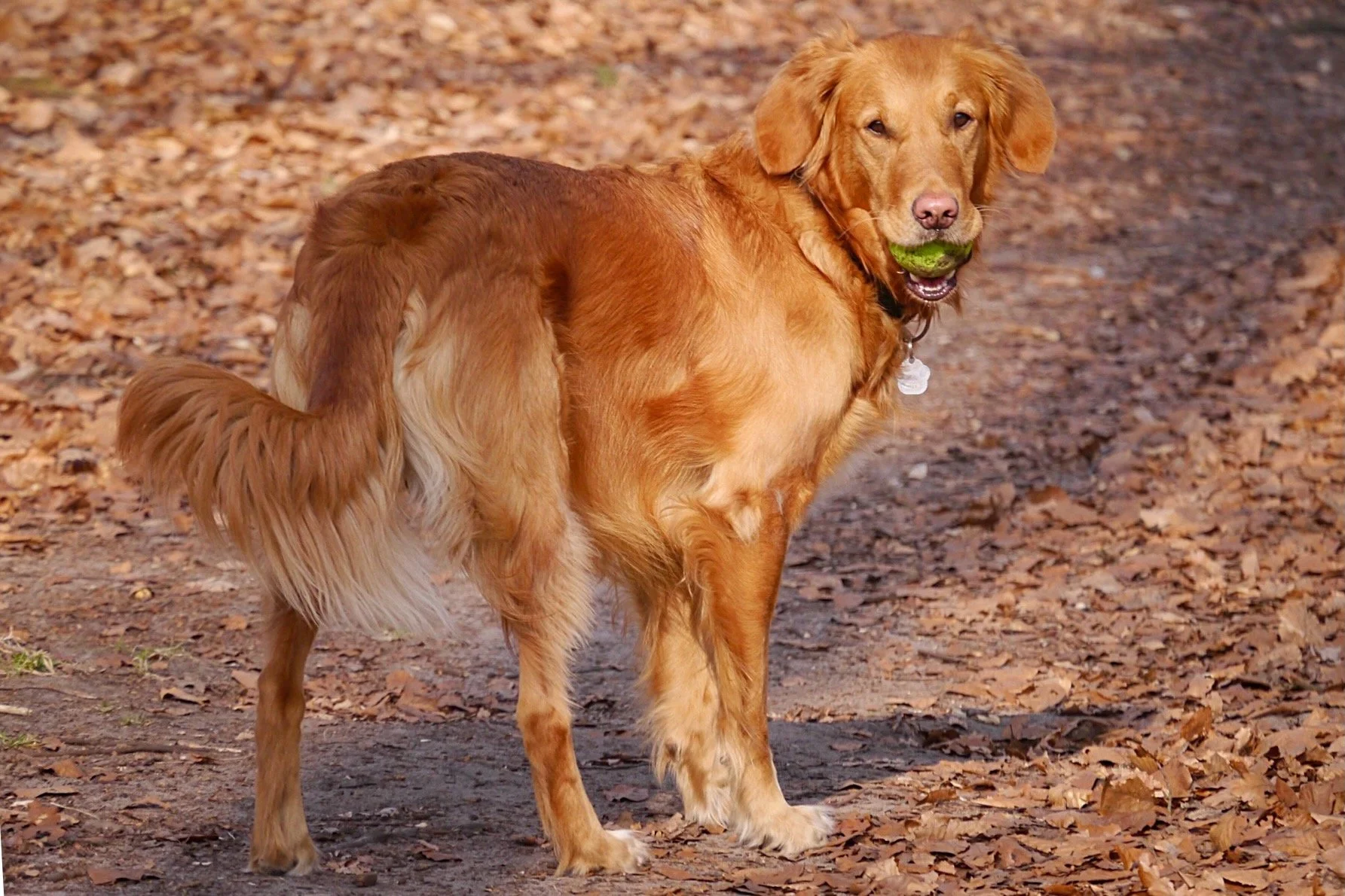 Ballspielen mit dem Hund – warum es problematischer ist, als viele denken