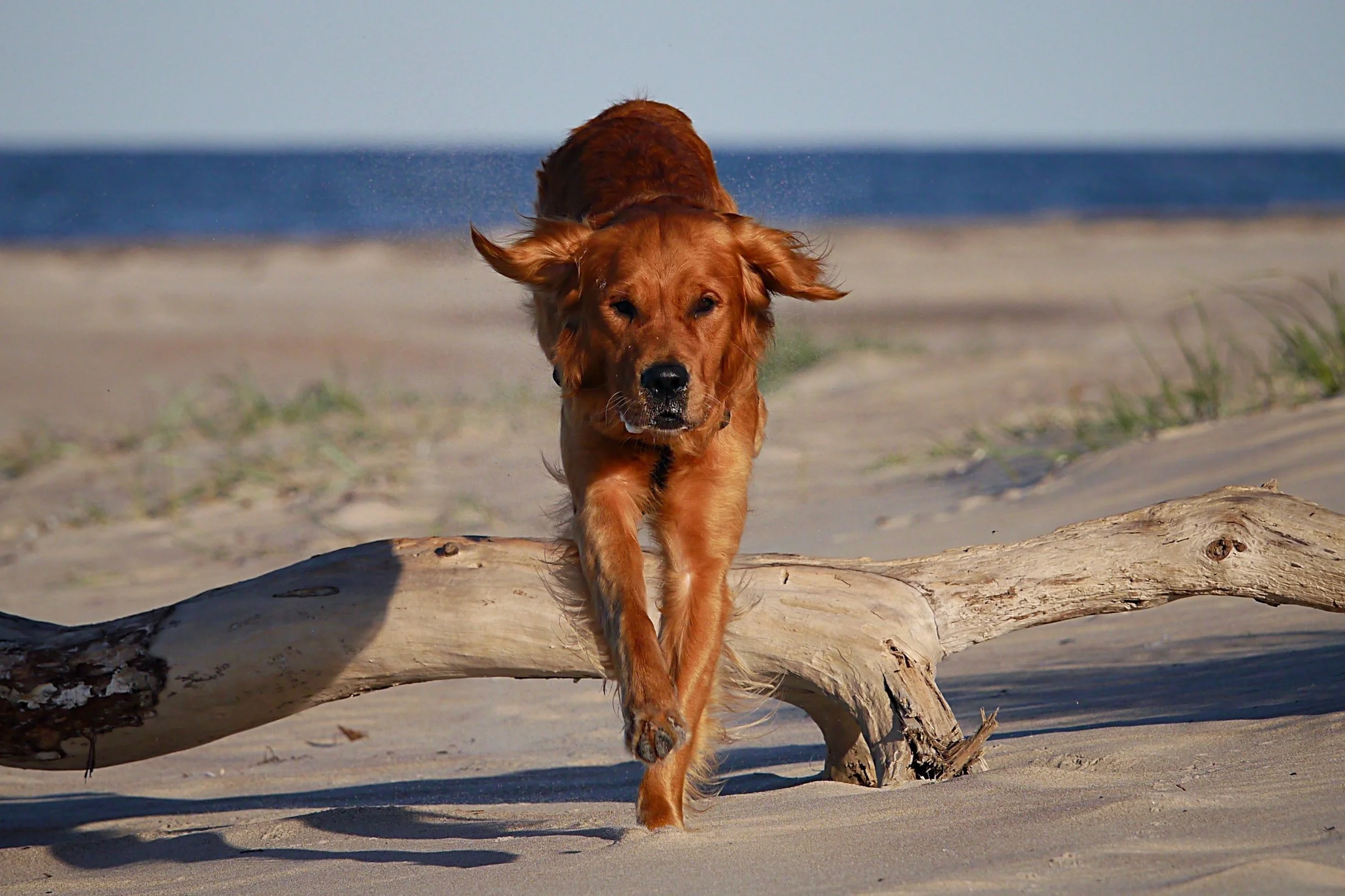 Hund bewegt sich aufmerksam und aktiv im Alltag