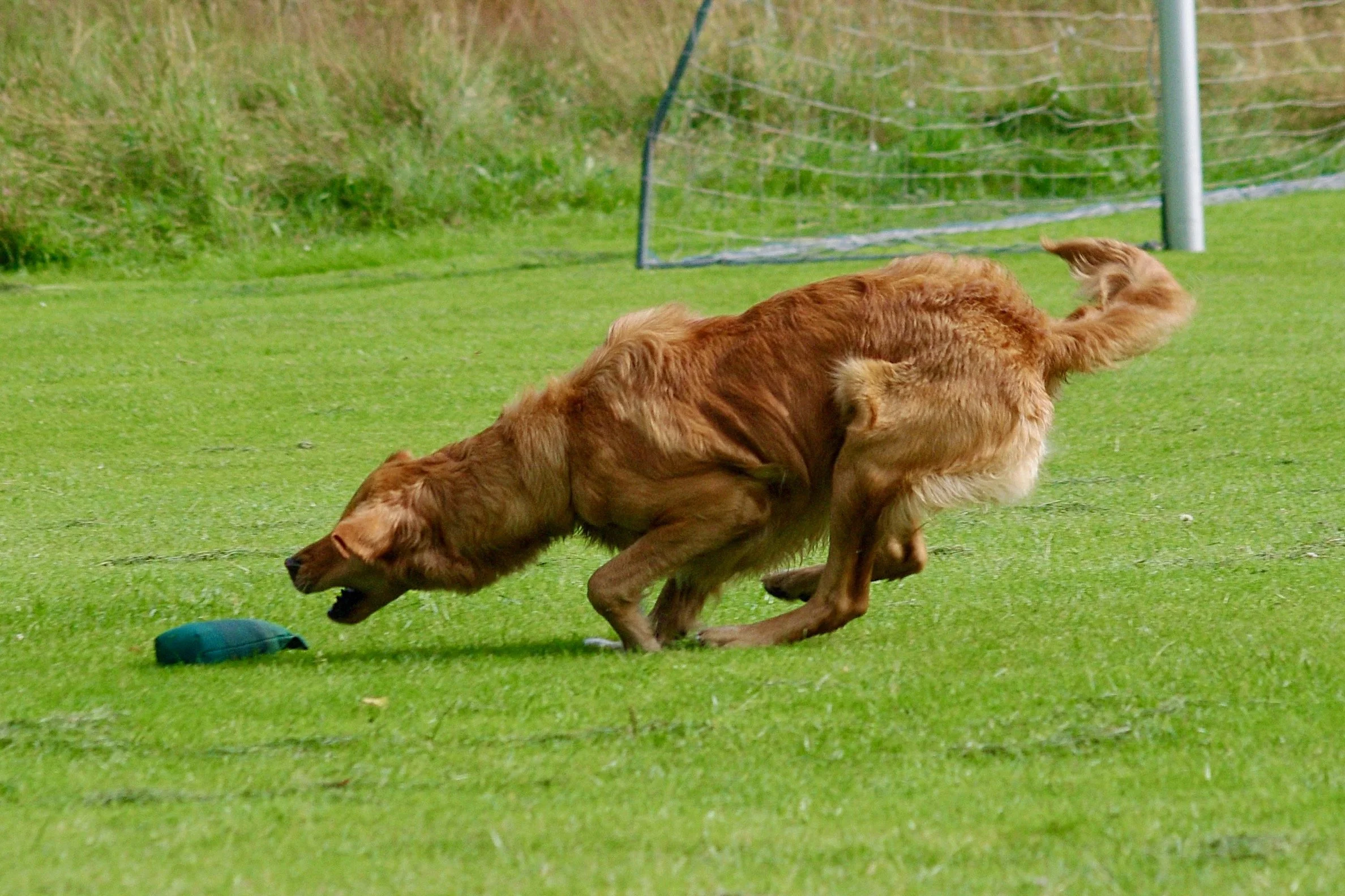Hund bewegt sich dynamisch über eine Wiese während einer aktiven Übung