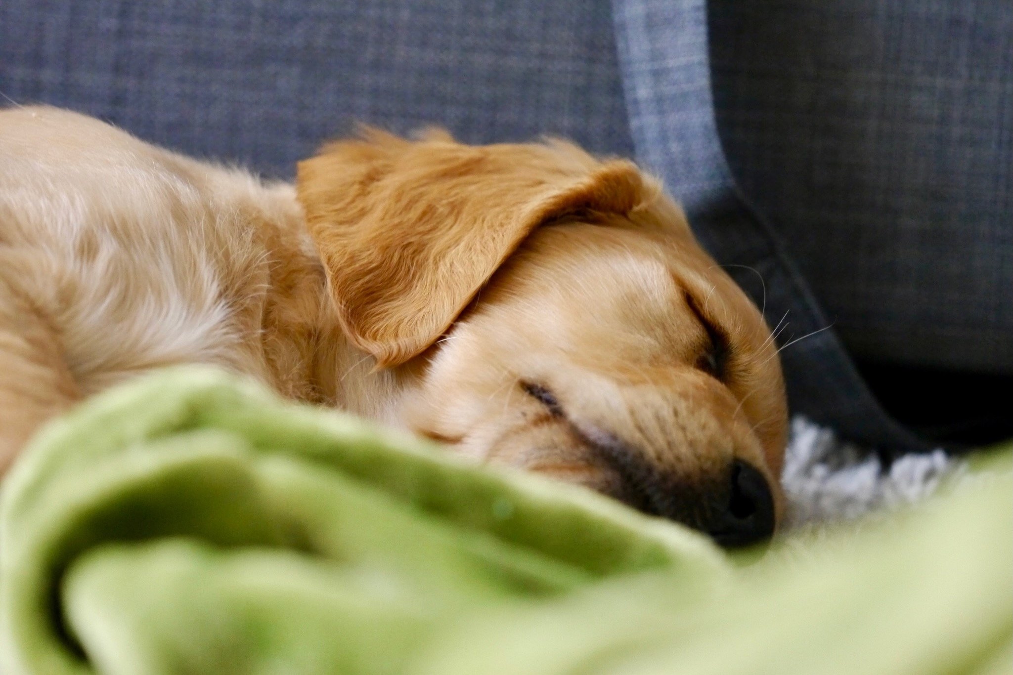 Schlafender Hund nach einer Wellness-Behandlung zur Förderung von Ruhe und Entspannung