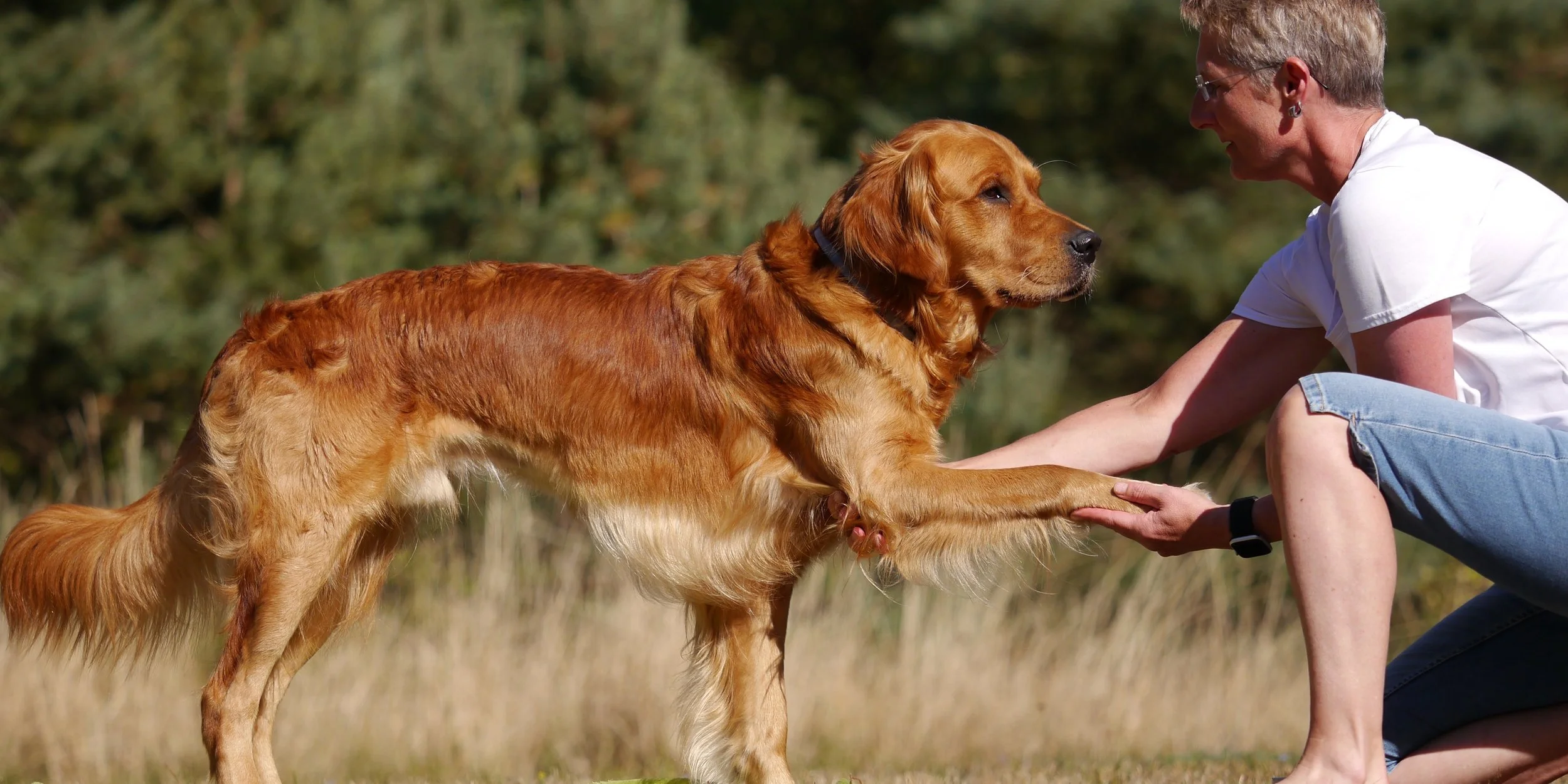 Hund steht im Kontakt mit einem Menschen und gibt ruhig die Pfote in natürlicher Umgebung