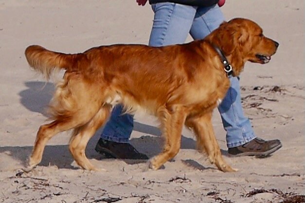 Hund läuft entspannt neben einem Menschen im Alltag