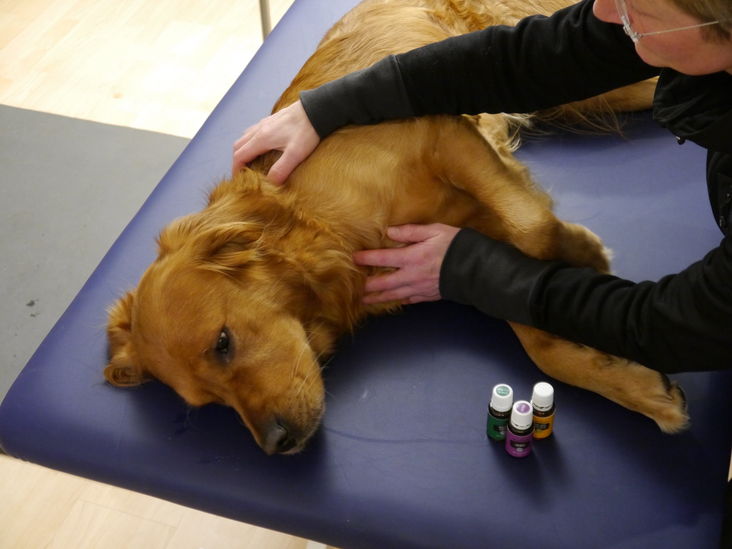 Achtsame manuelle Berührung bei einer Wellness-Behandlung für Hunde