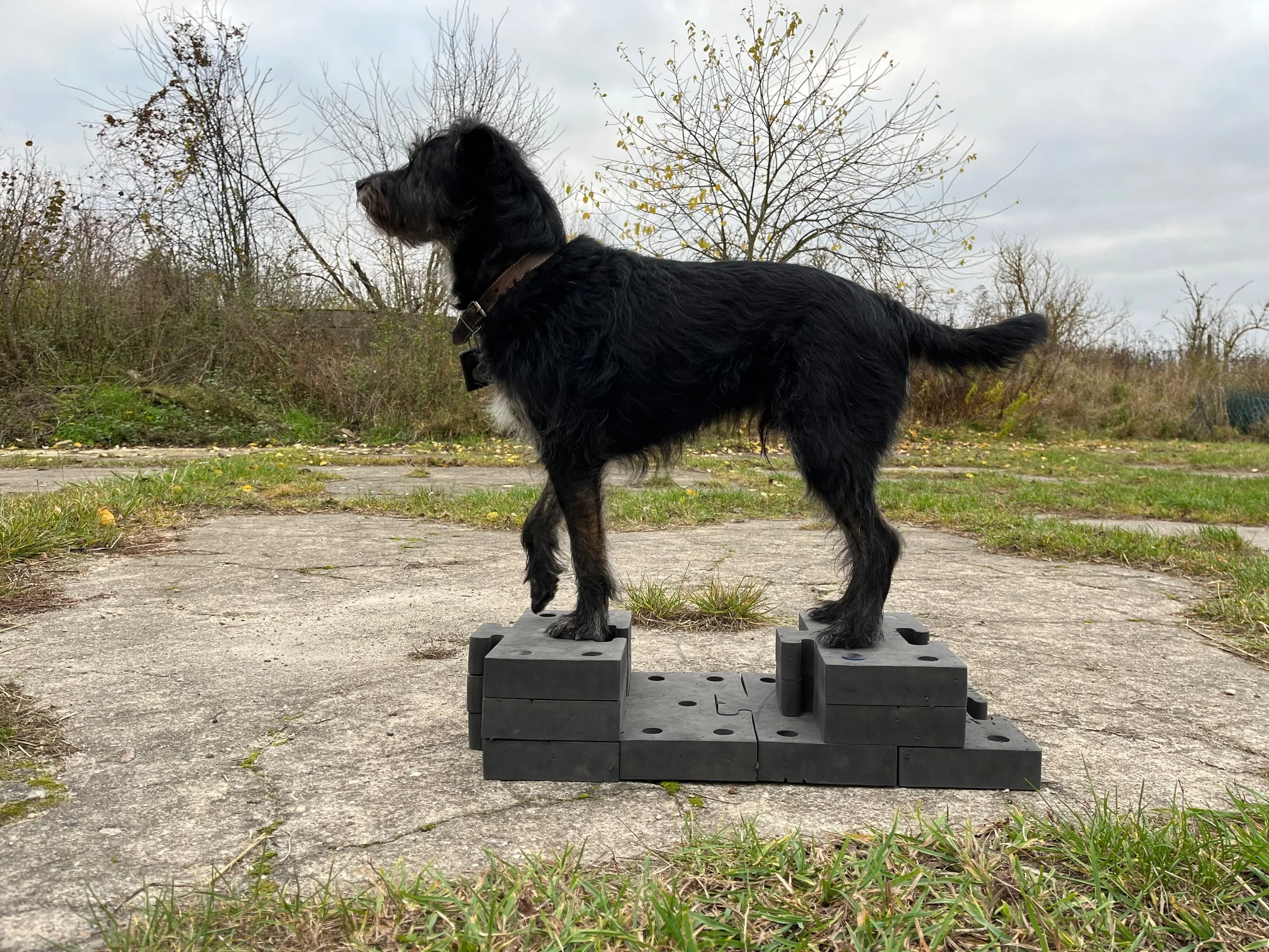 Schwarzer Hund steht auf einem Trainingspodest im Freien
