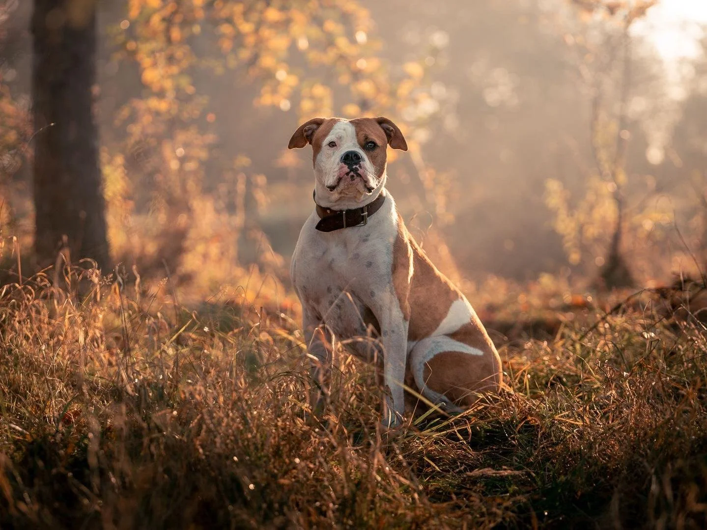 Hund sitzt ruhig im Freien und blickt aufmerksam in die Umgebung