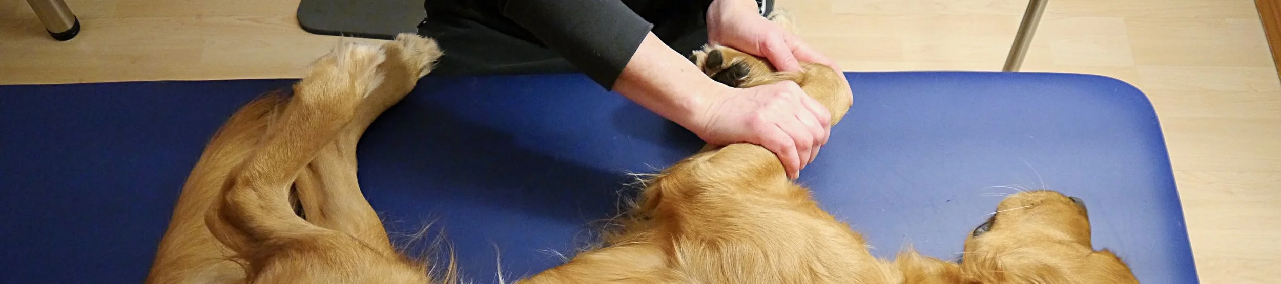 Hund liegt auf der Seite auf einer Matte während einer physiotherapeutischen Behandlung