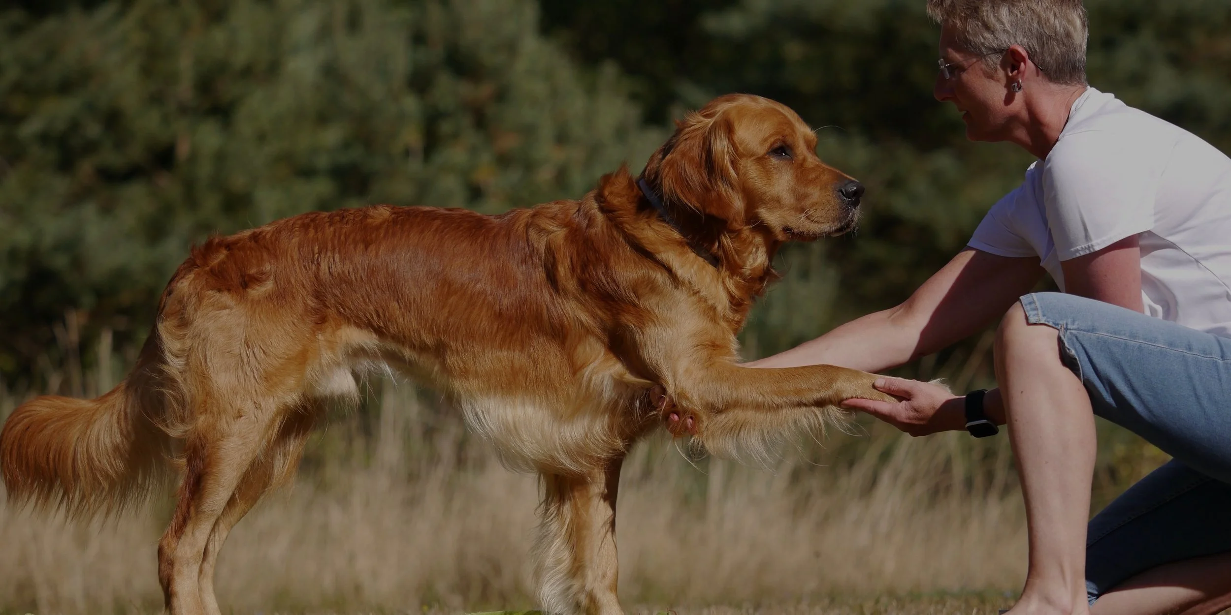 Hund steht im Kontakt mit einem Menschen und gibt ruhig die Pfote in natürlicher Umgebung