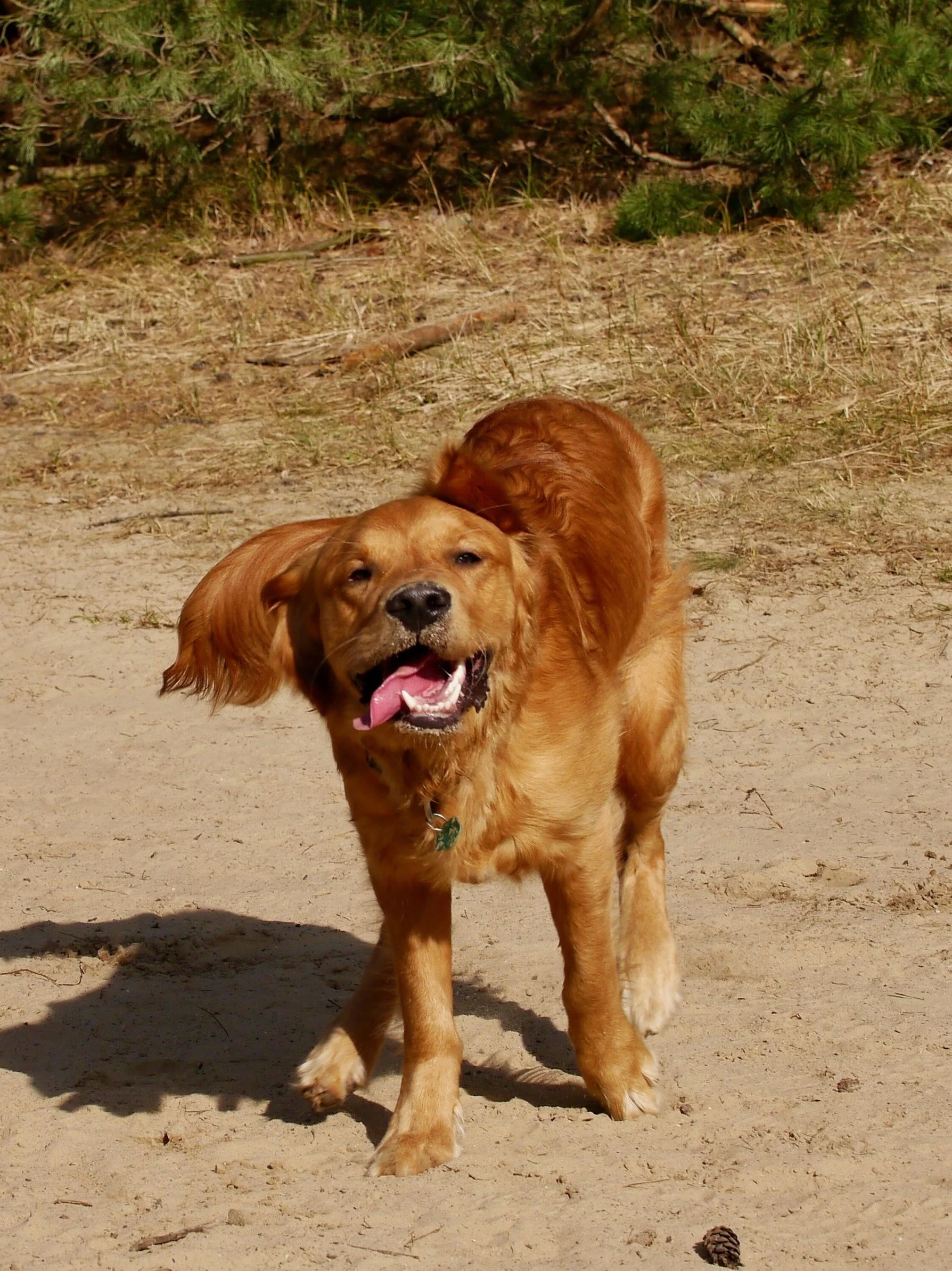 Golden Retriever läuft auf Sand – fröhliches Bewegungsfoto