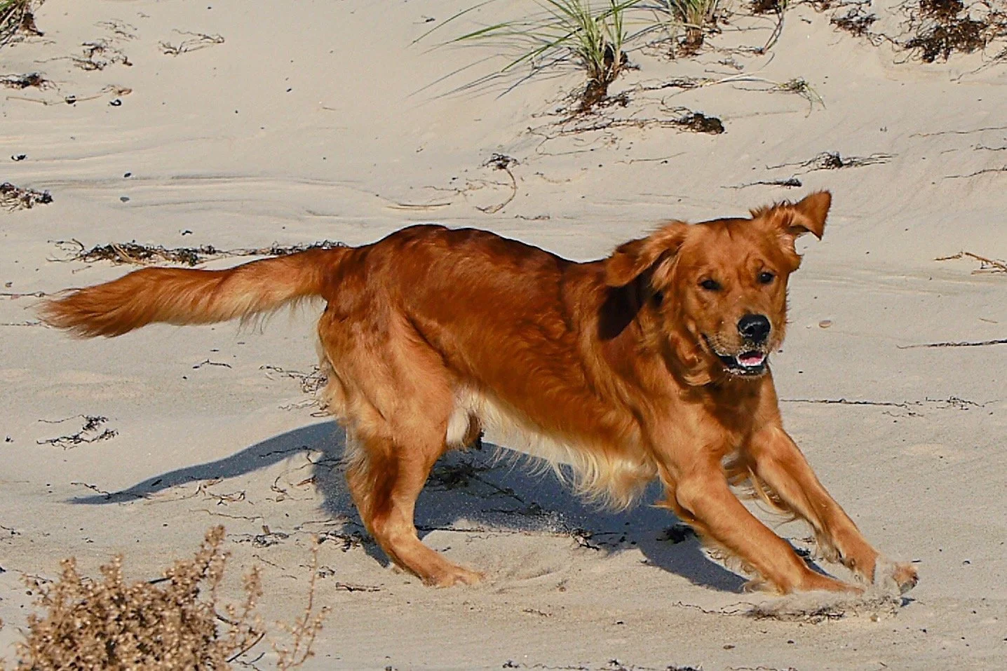 Hund bewegt sich frei und aktiv am Strand