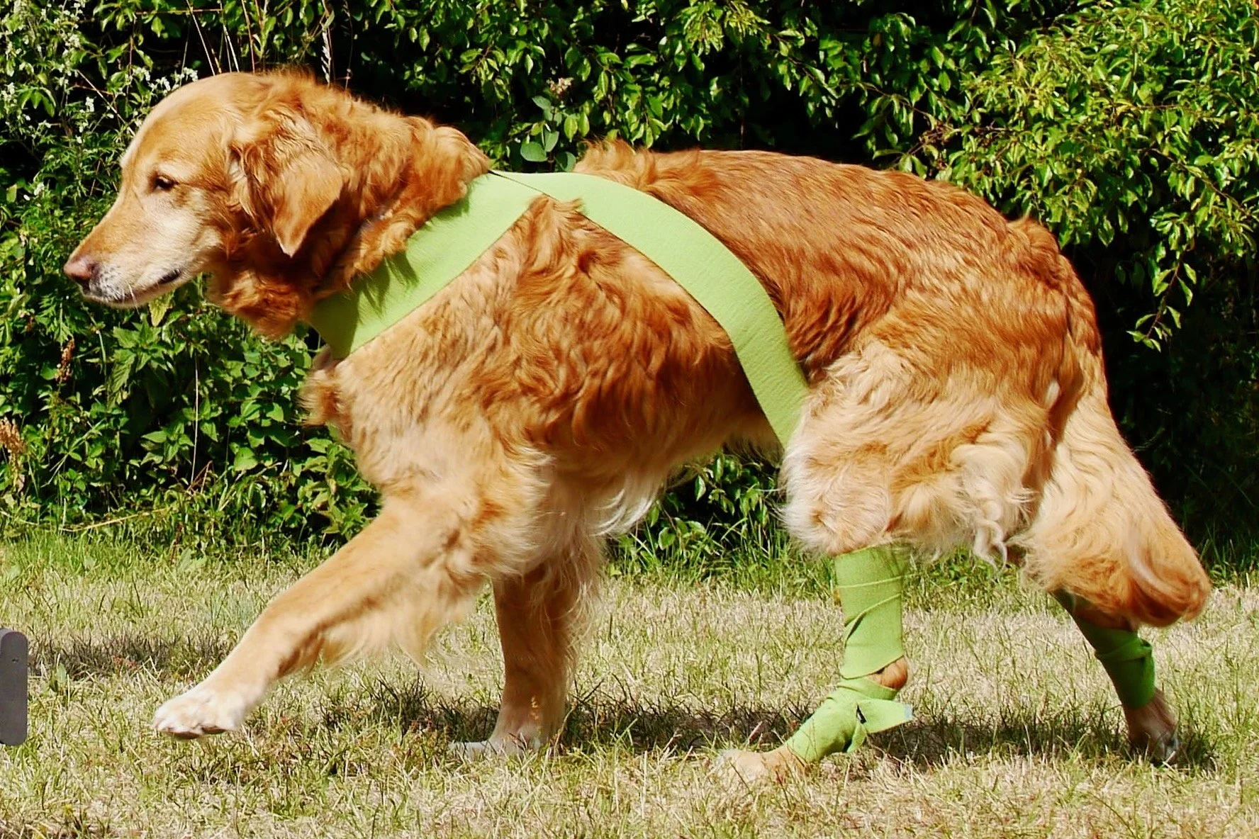 Älterer Hund bewegt sich im Freien mit unterstützendem Tellington Touch® Körperband
