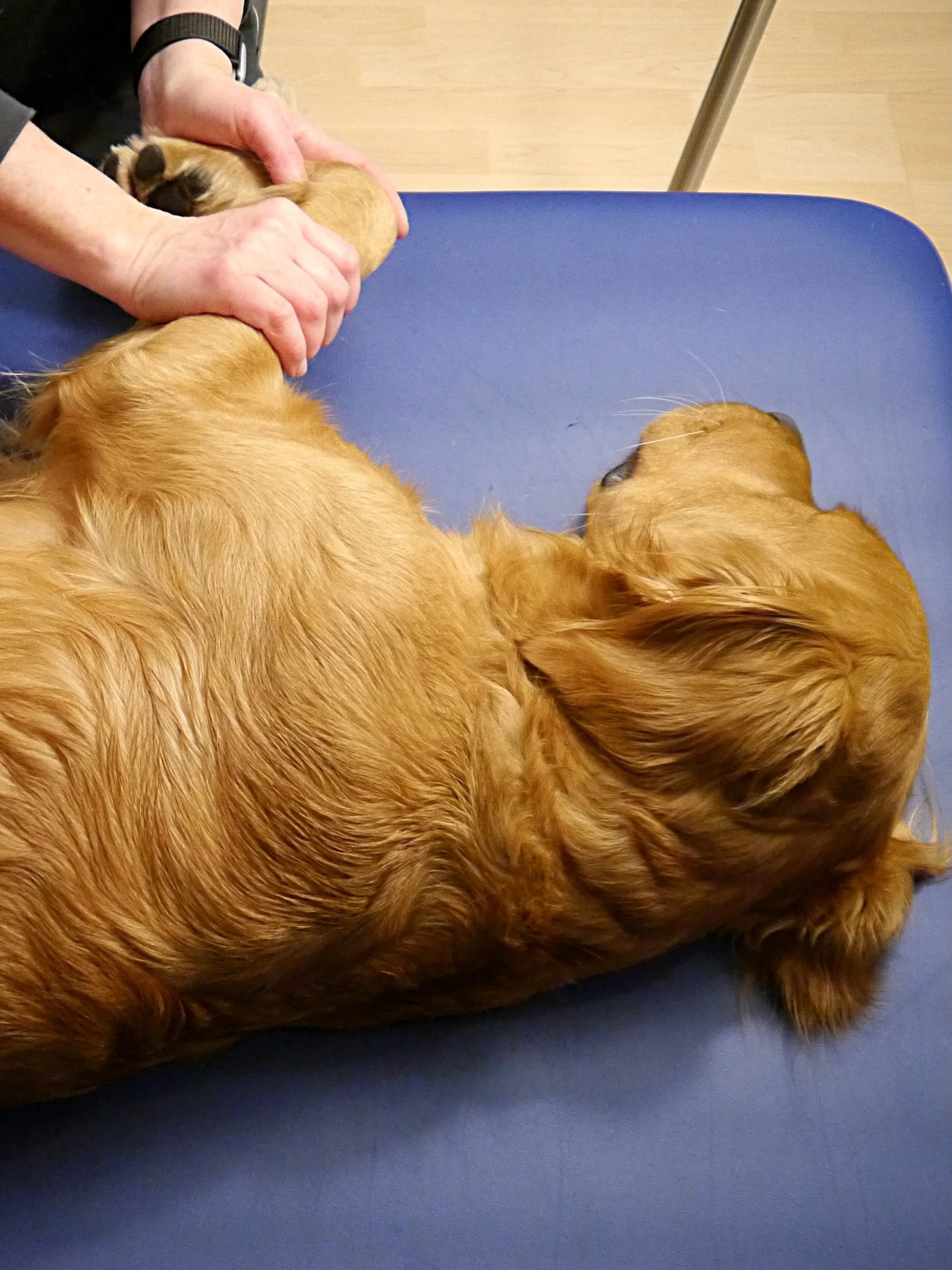 Hund liegt entspannt auf einer Matte während einer physiotherapeutischen Behandlung