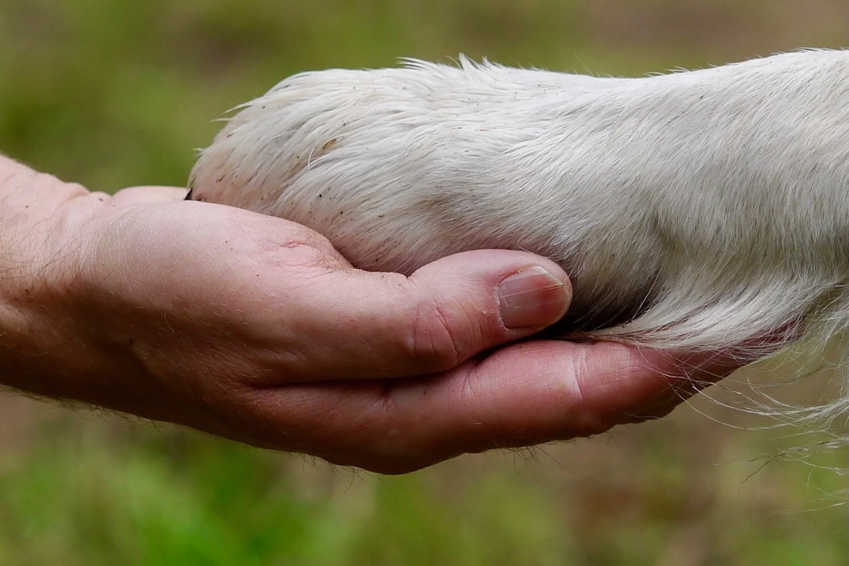 Hundepfote liegt ruhig in einer menschlichen Hand als Zeichen von Vertrauen