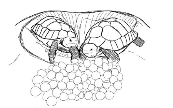 Turtle_sketch.jpg