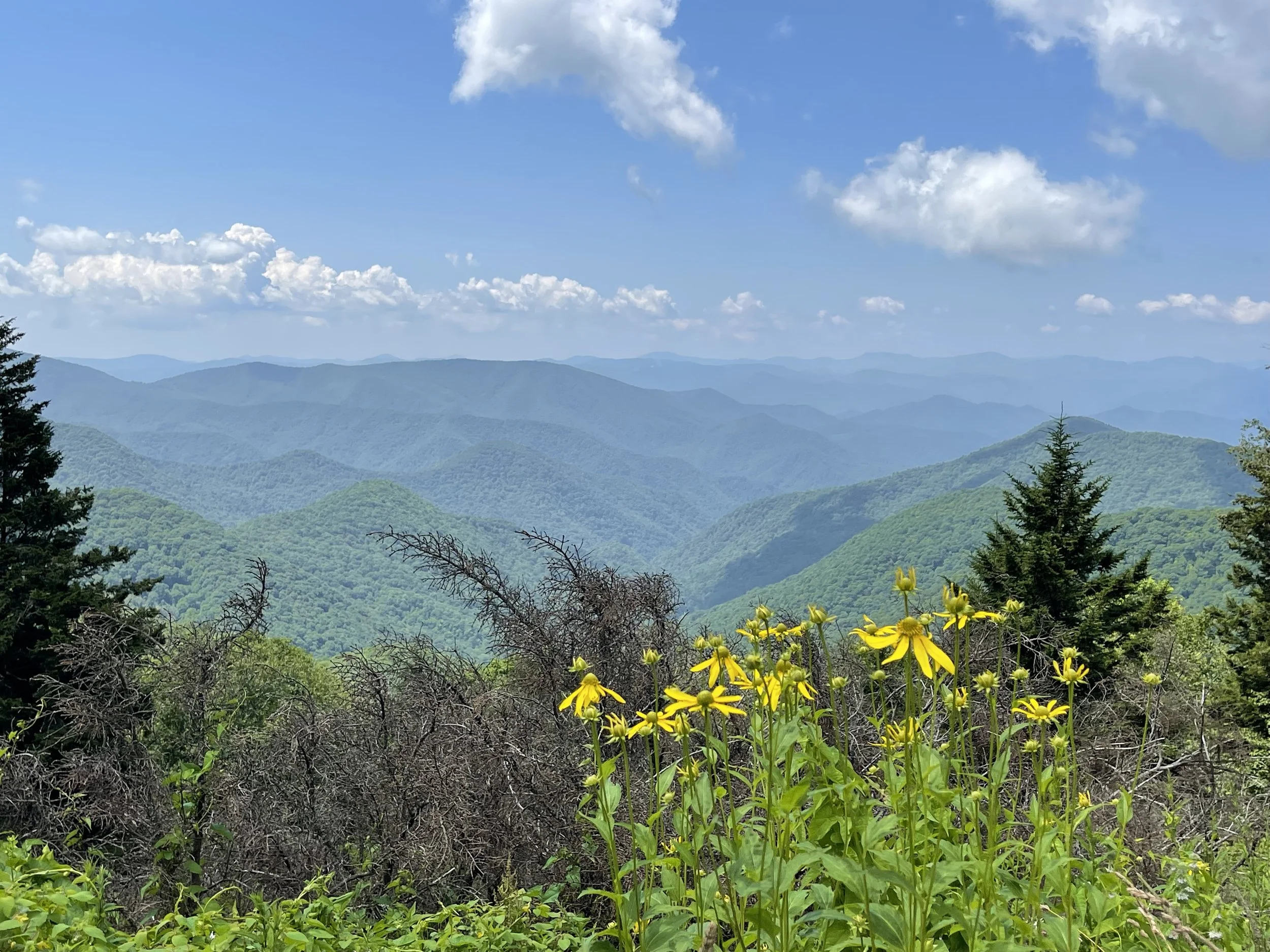 The Day the Wilderness Stopped Needing a Replay