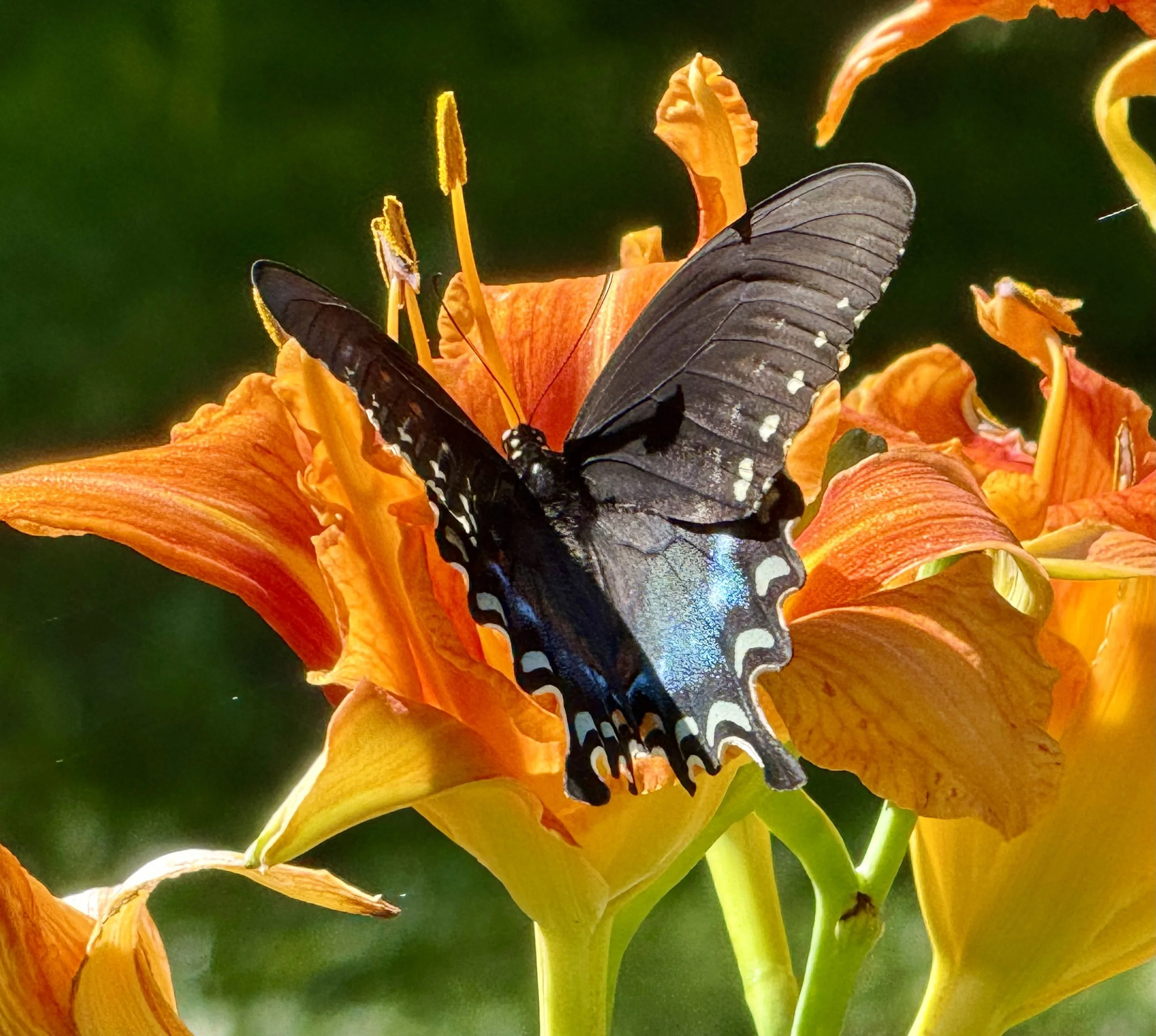 Reflowerment-The-Movement