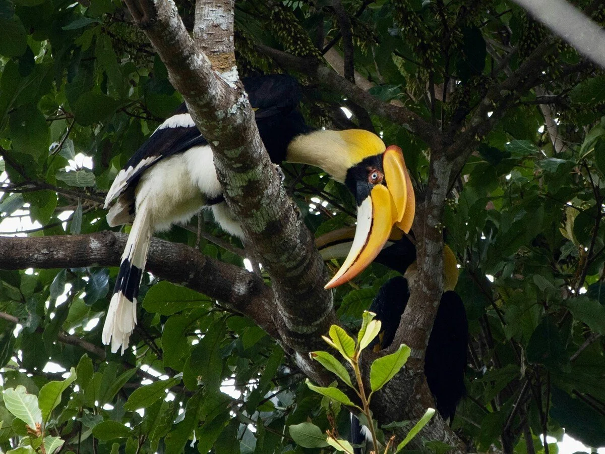 Wildlife Khao Yoi National Park
