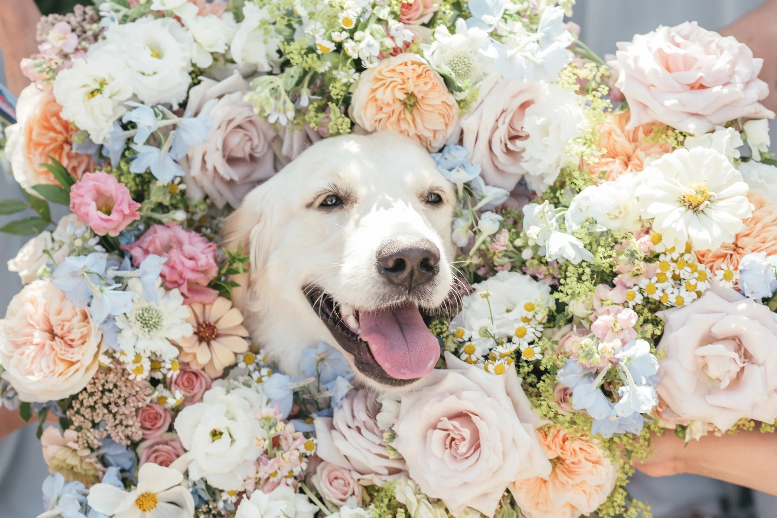 dog-at-wedding-sudeley-castle-cotswolds.jpg