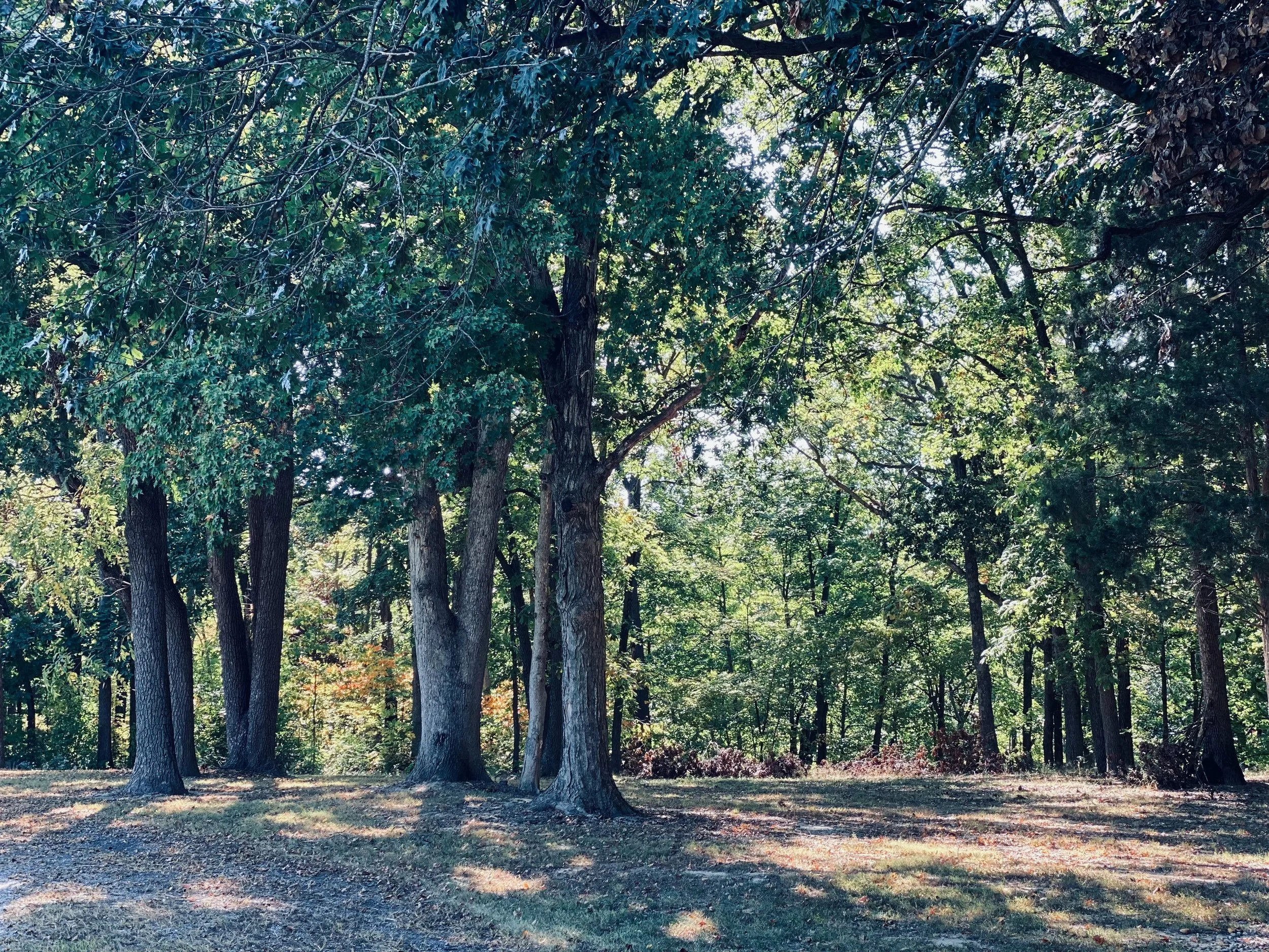 Stock-Oak Forest Restoration.jpg