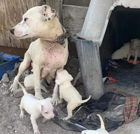 Large dog sitting outdoors with five small puppies around it, some near a doghouse, on a dirt ground.