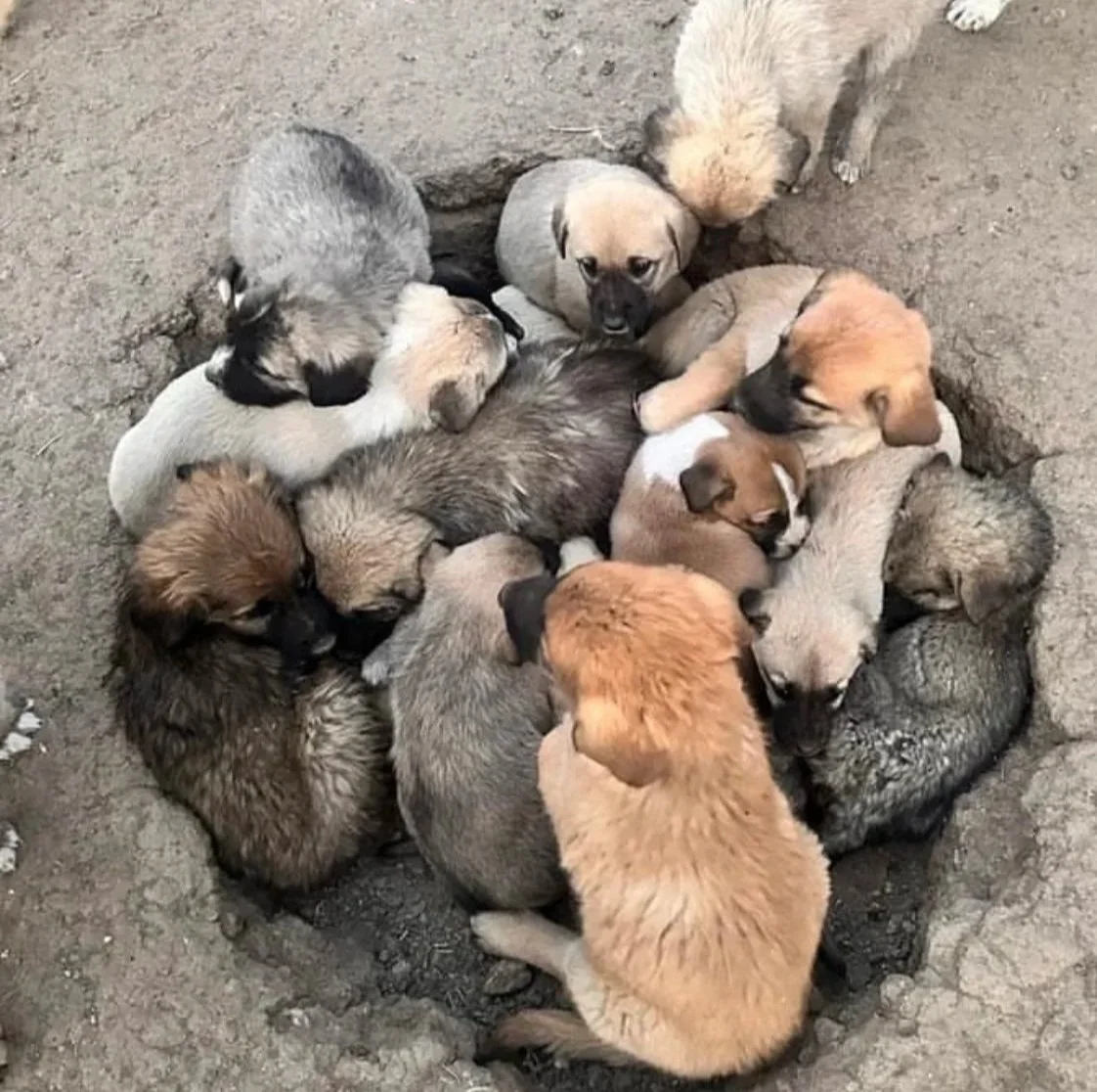 A group of puppies of various colors and sizes are gathered in and around a circular hole in the ground, some snuggling and others exploring.