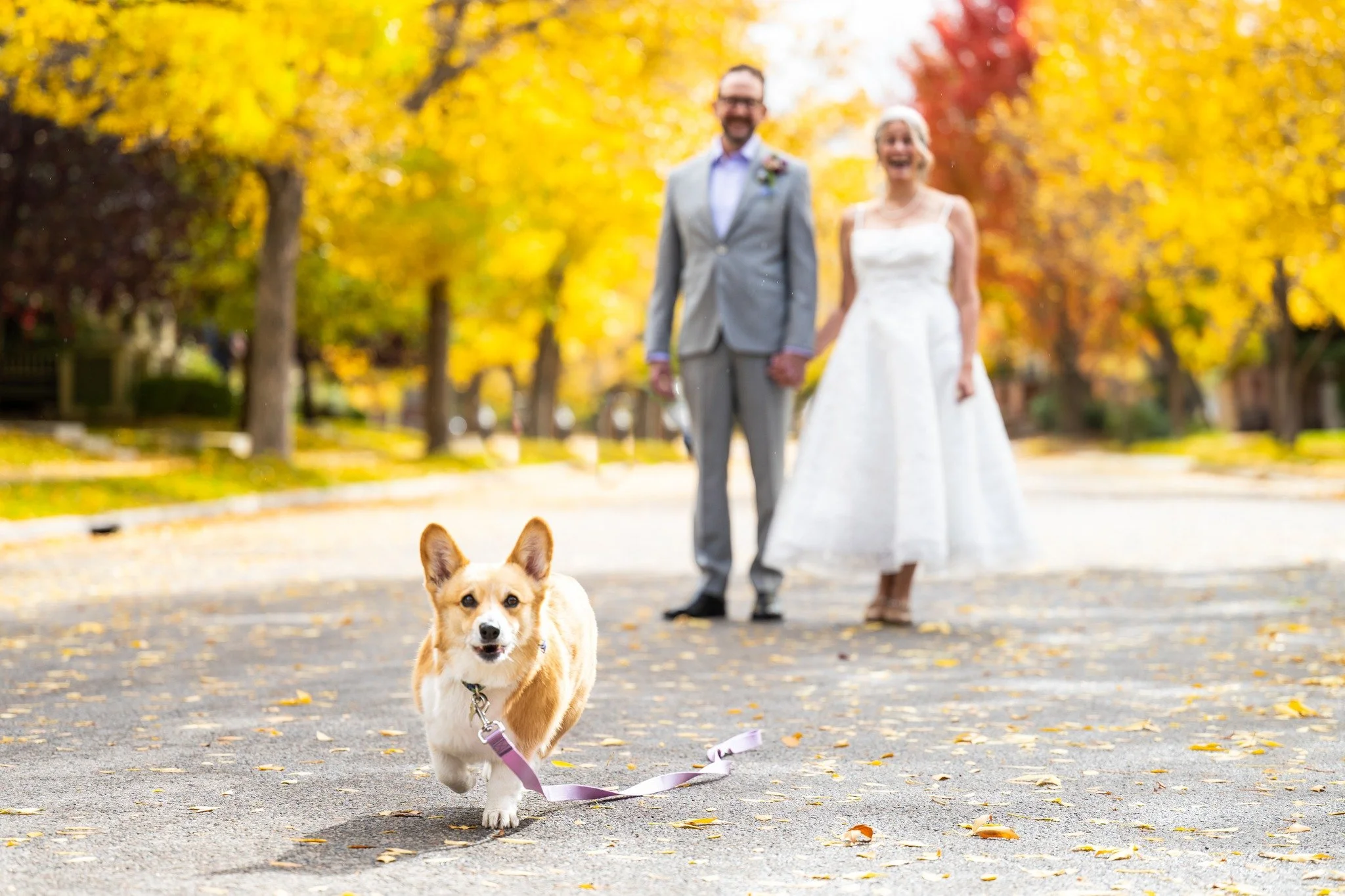 Fall leaves and a happy dog! Congrats to the happy couple! Thank you @ritzcarltonbachelorgulch and @wildsageeagle  for being such great venues!
#rockymountainbride #coloradoweddingvenues #coloradoweddingphotography #vail #mountains #vailbrideandgroo
