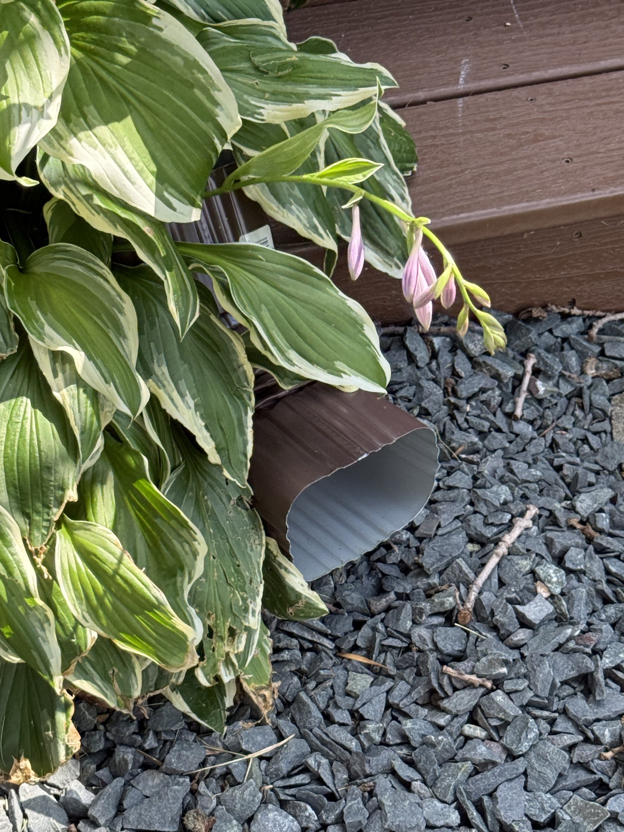 before: a downspout with sharp edges peeks out from behind a hosta